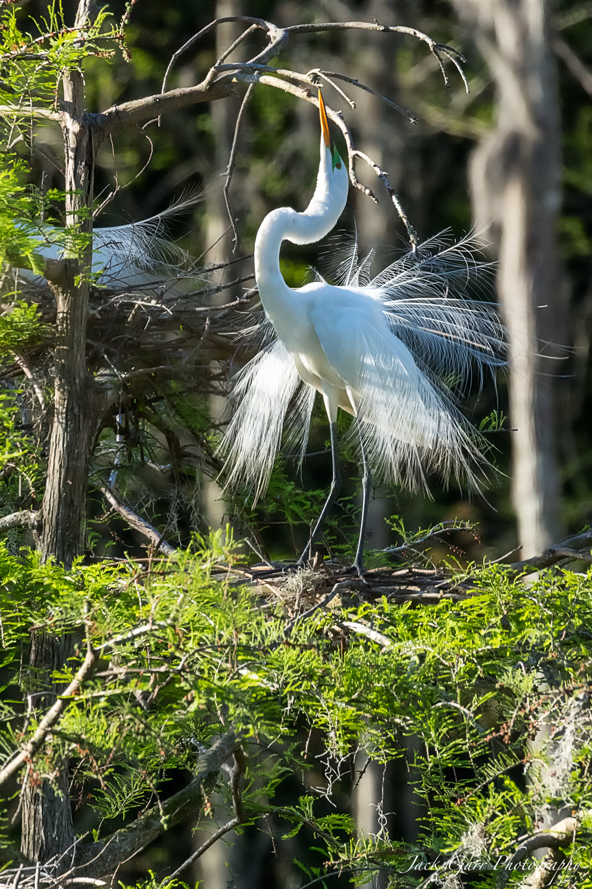 Canon EOS-1D X Mark II + 150-600mm F5-6.3 DG OS HSM | Sports 014 sample photo. Great white egret mating plumage photography