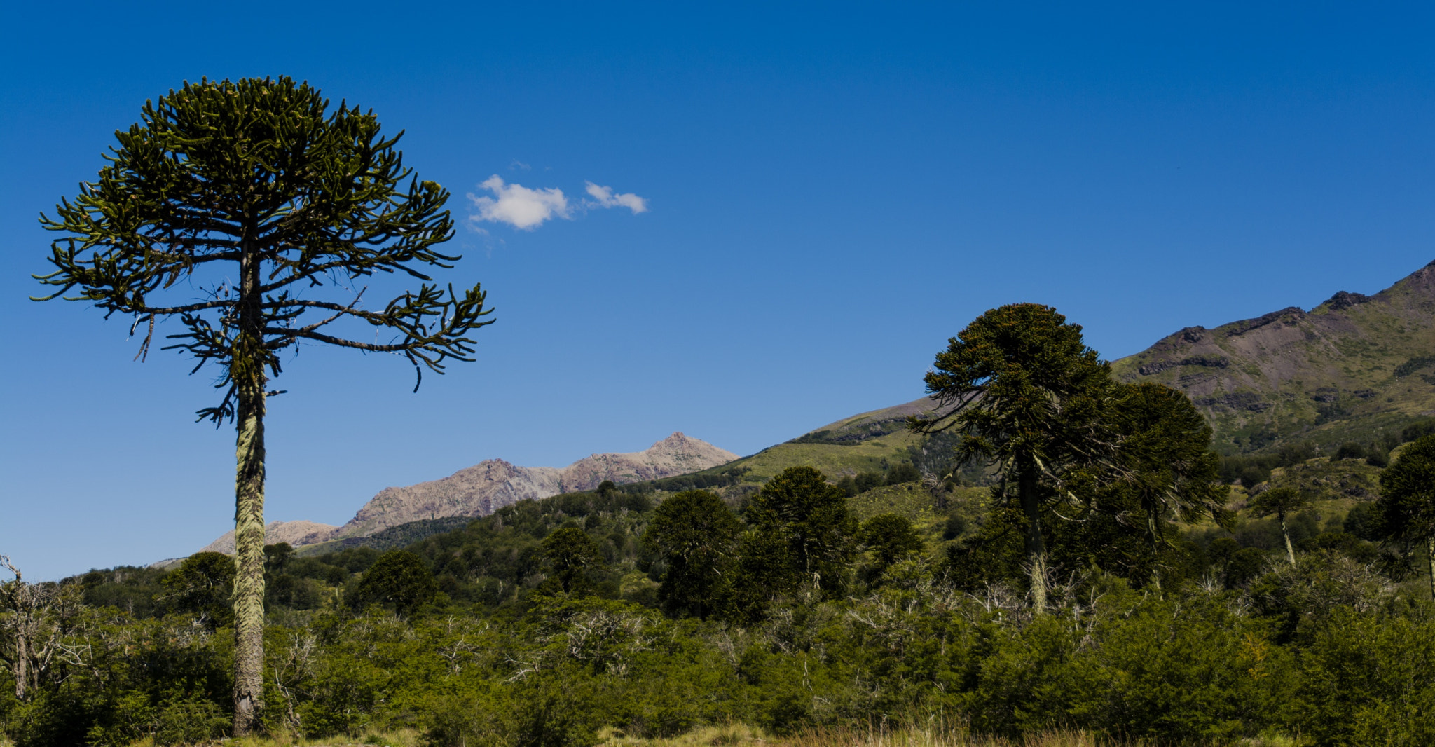 Nikon D7100 sample photo. Faldas del volcán lanin photography