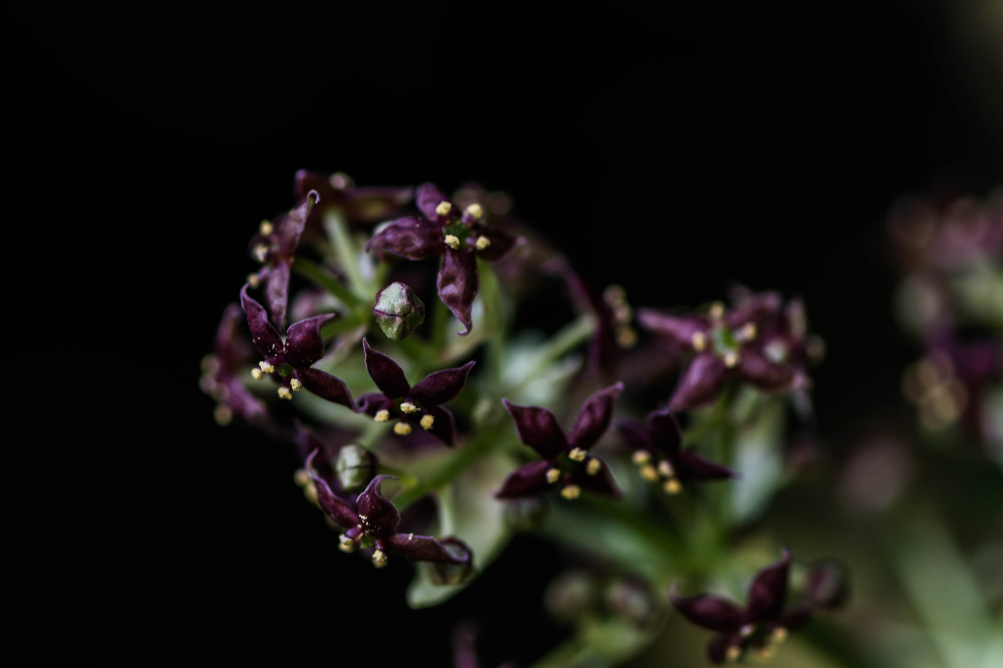 Nikon AF-S Micro-Nikkor 105mm F2.8G IF-ED VR sample photo. Watch who you associate yourself with, you'll either bloom and excel or fall behind like the rest. photography