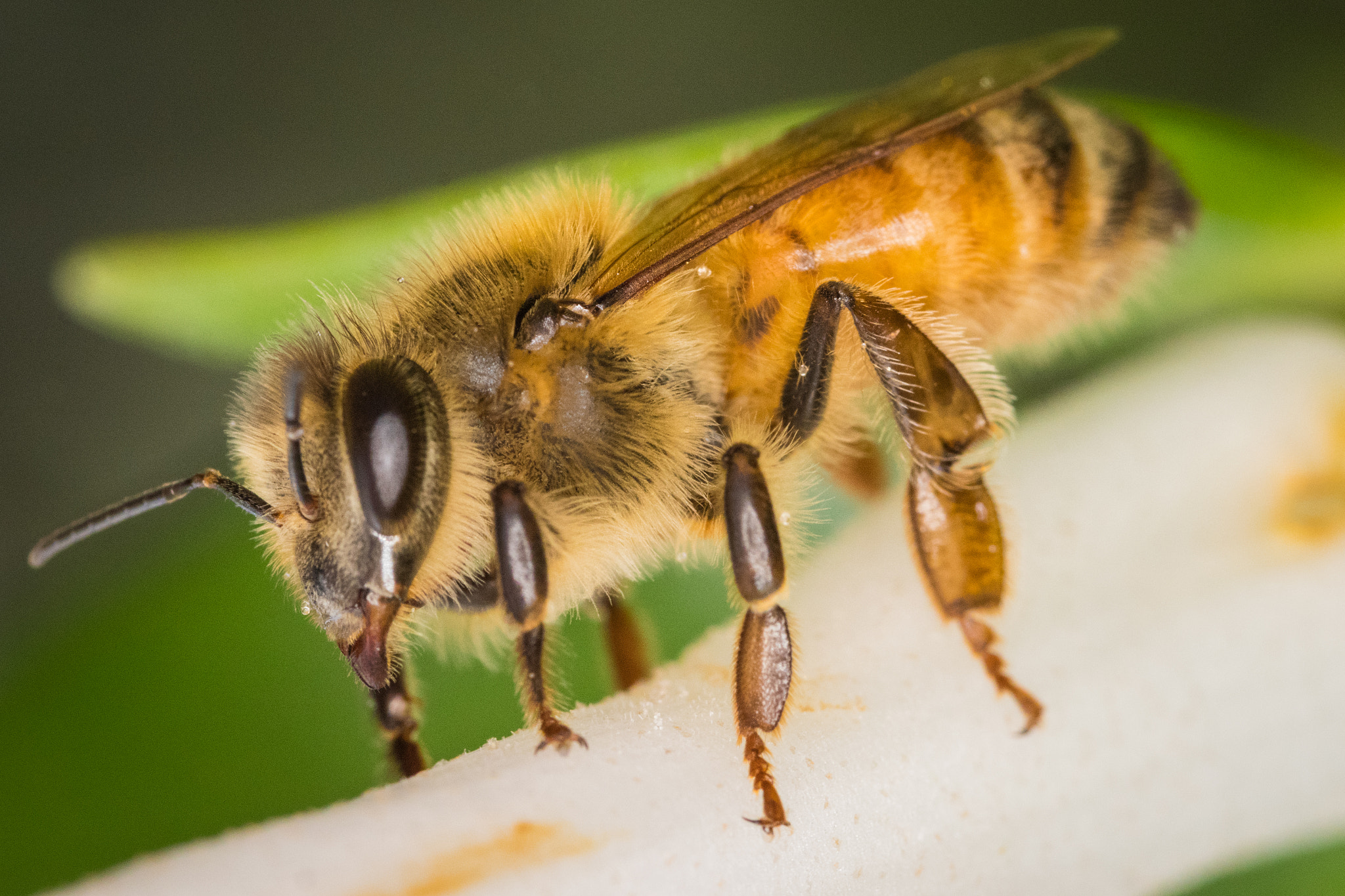 Canon EF 100mm F2.8L Macro IS USM sample photo. Bee at rest photography