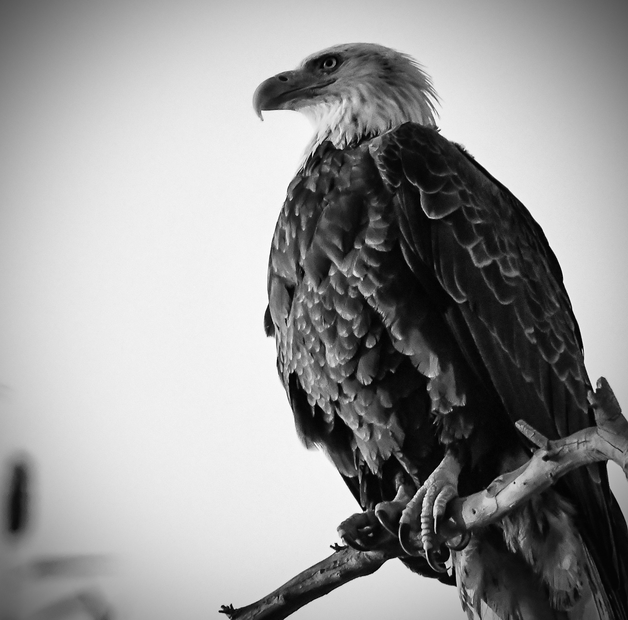 Nikon D500 sample photo. Eagle 1 has landed photography