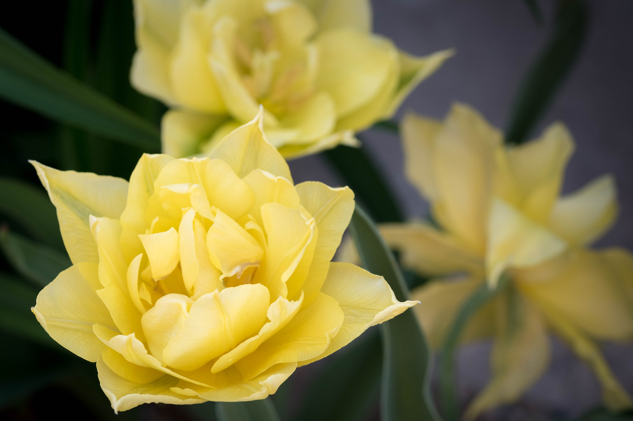 Nikon D5500 sample photo. Yellow photography