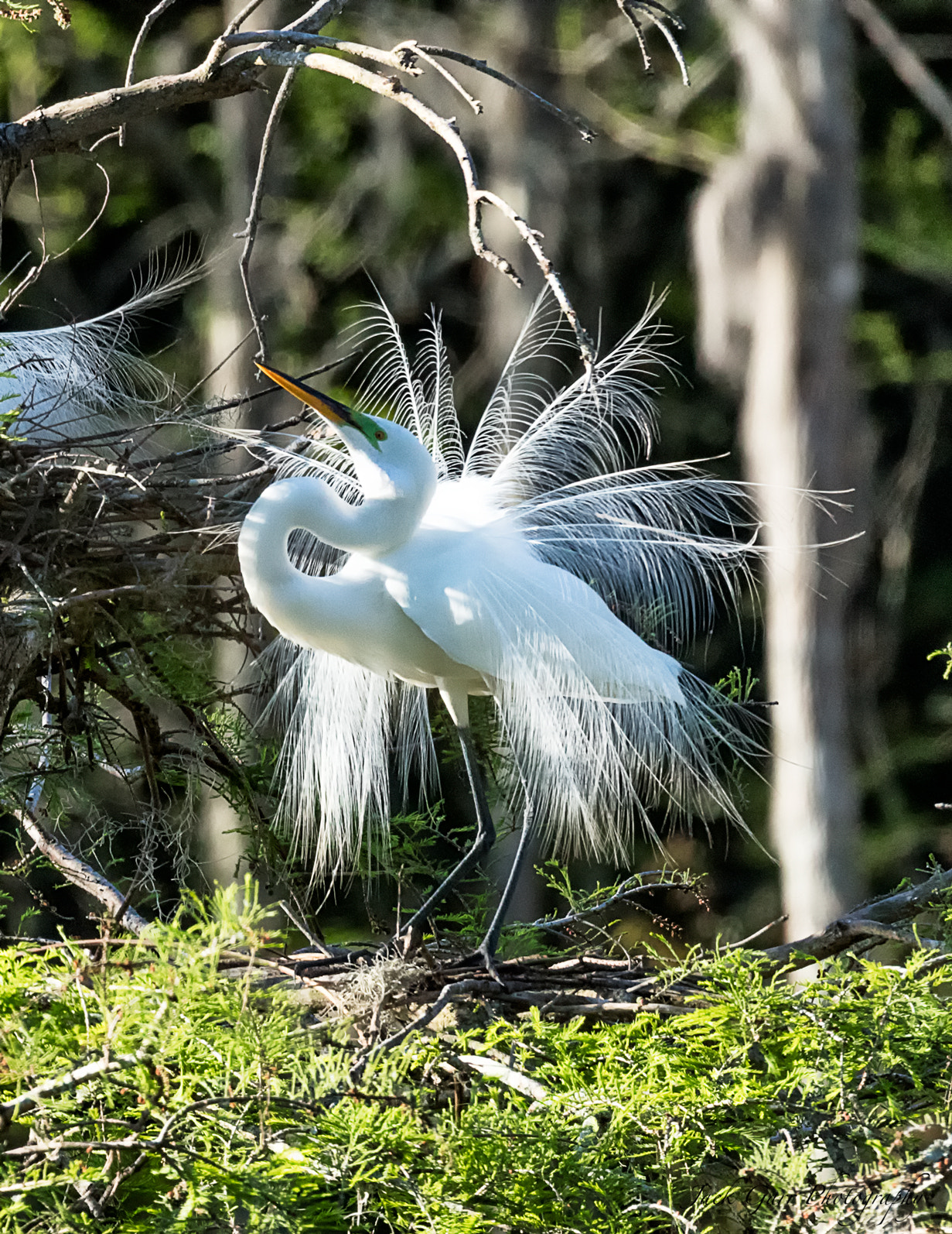 150-600mm F5-6.3 DG OS HSM | Sports 014 sample photo. Great white egret displaying mating plumage photography