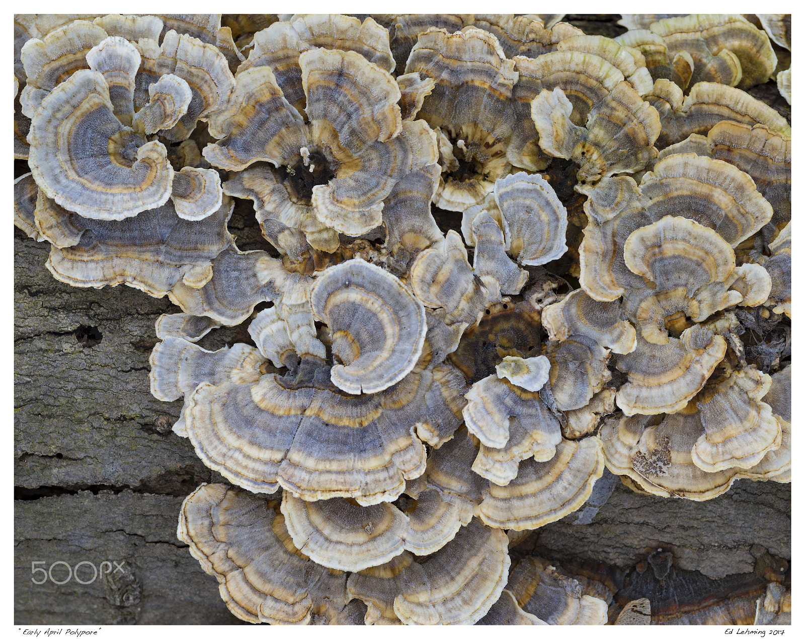 Nikon D800 sample photo. Early april polypore photography