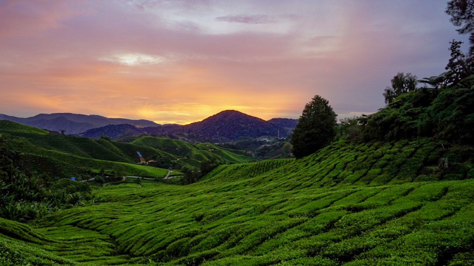 Sony a7R + Sony Vario-Tessar T* FE 16-35mm F4 ZA OSS sample photo. Golden sunrise @ cameron photography