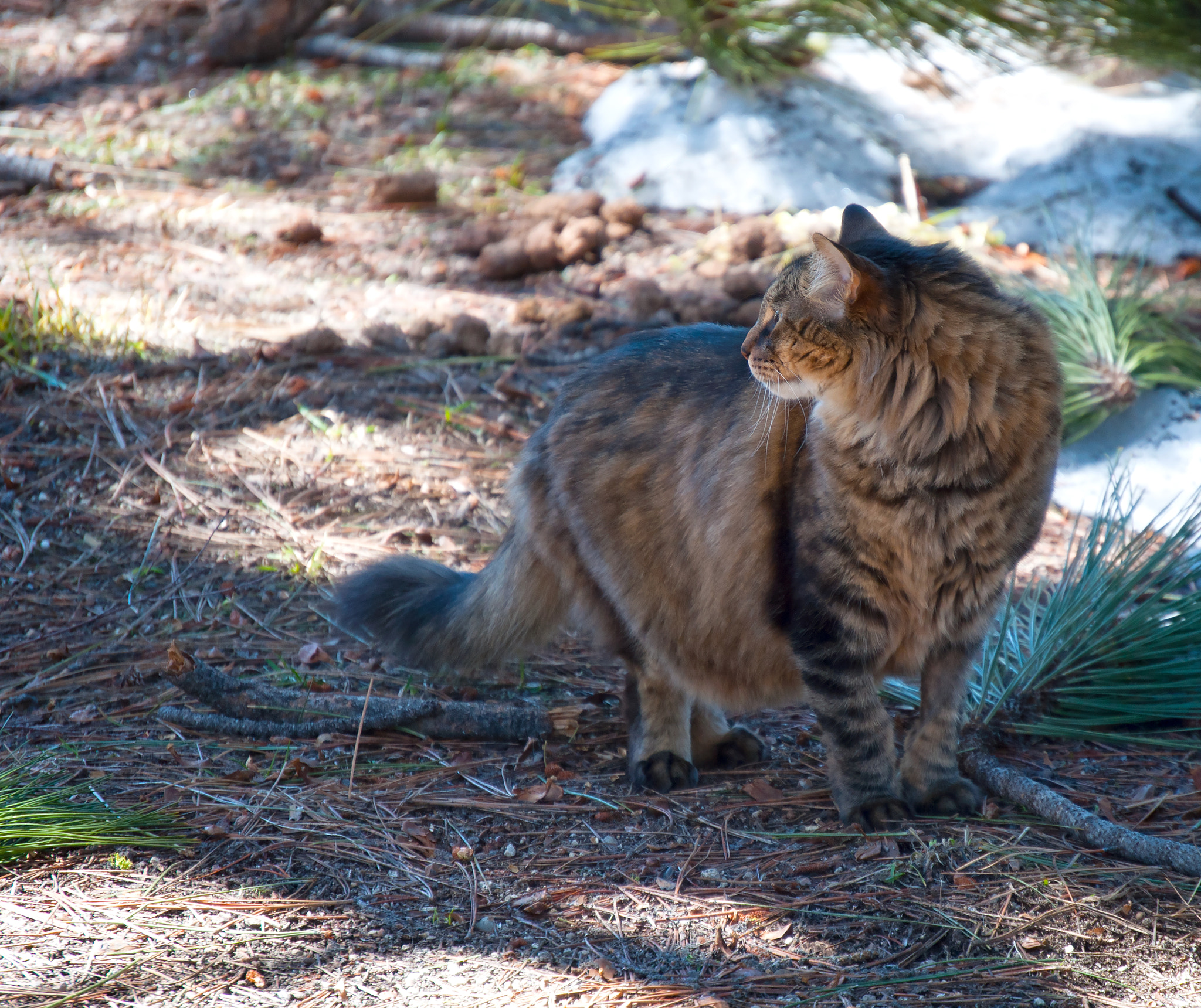 Nikon D5000 sample photo. In the yard photography