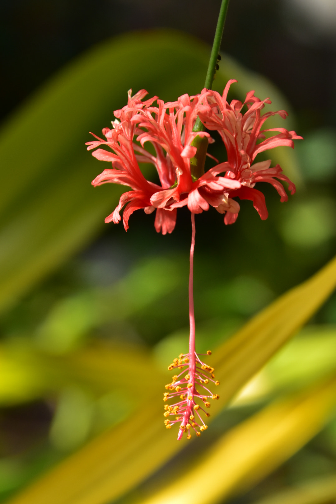 Nikon D5500 sample photo