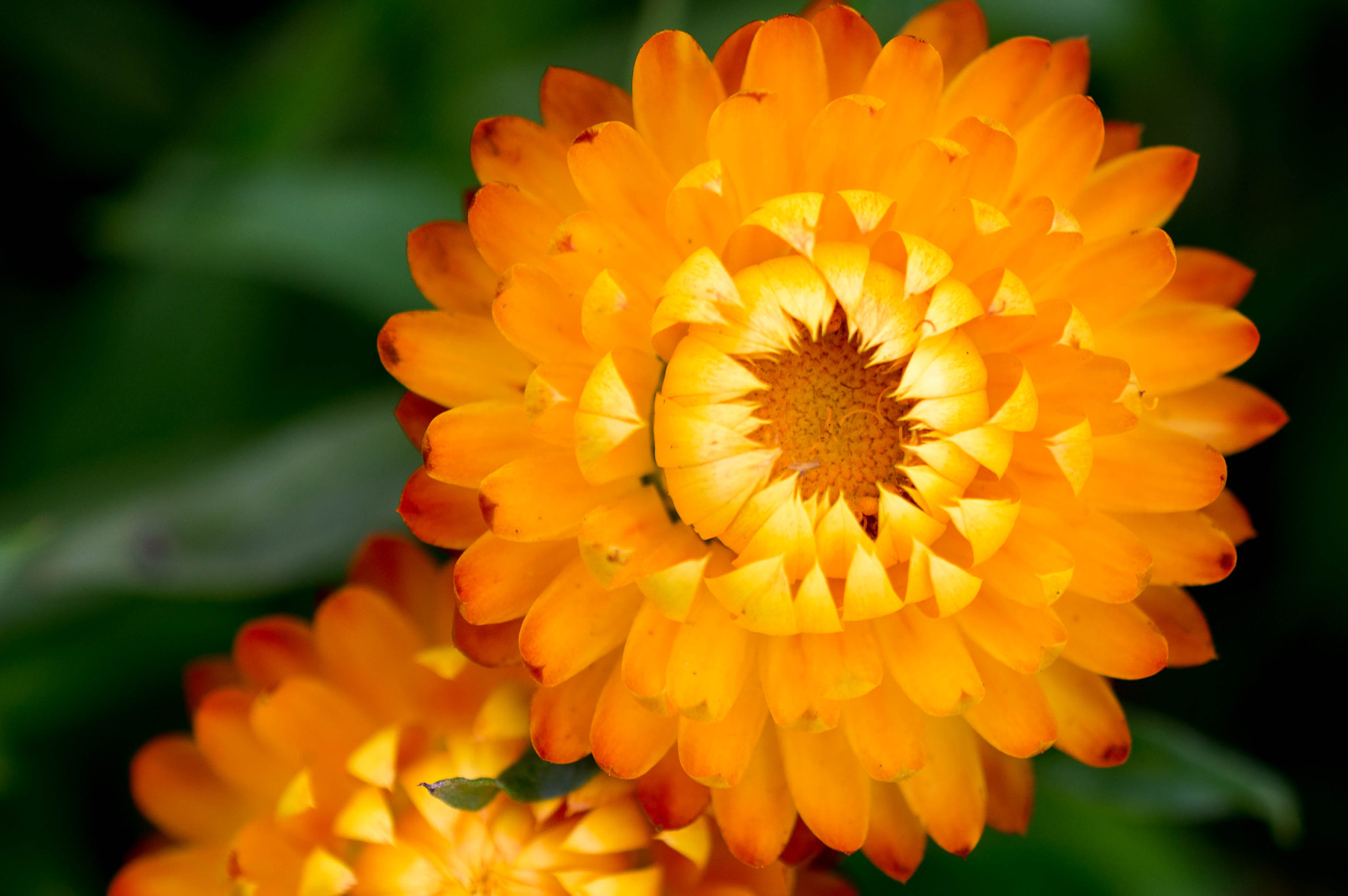 Nikon AF-S DX Micro Nikkor 40mm F2.8 sample photo. Orange photography