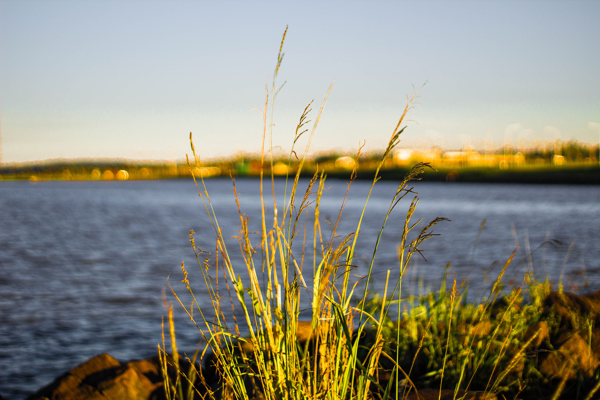 Canon EF 50mm F1.8 II sample photo. Grass photography