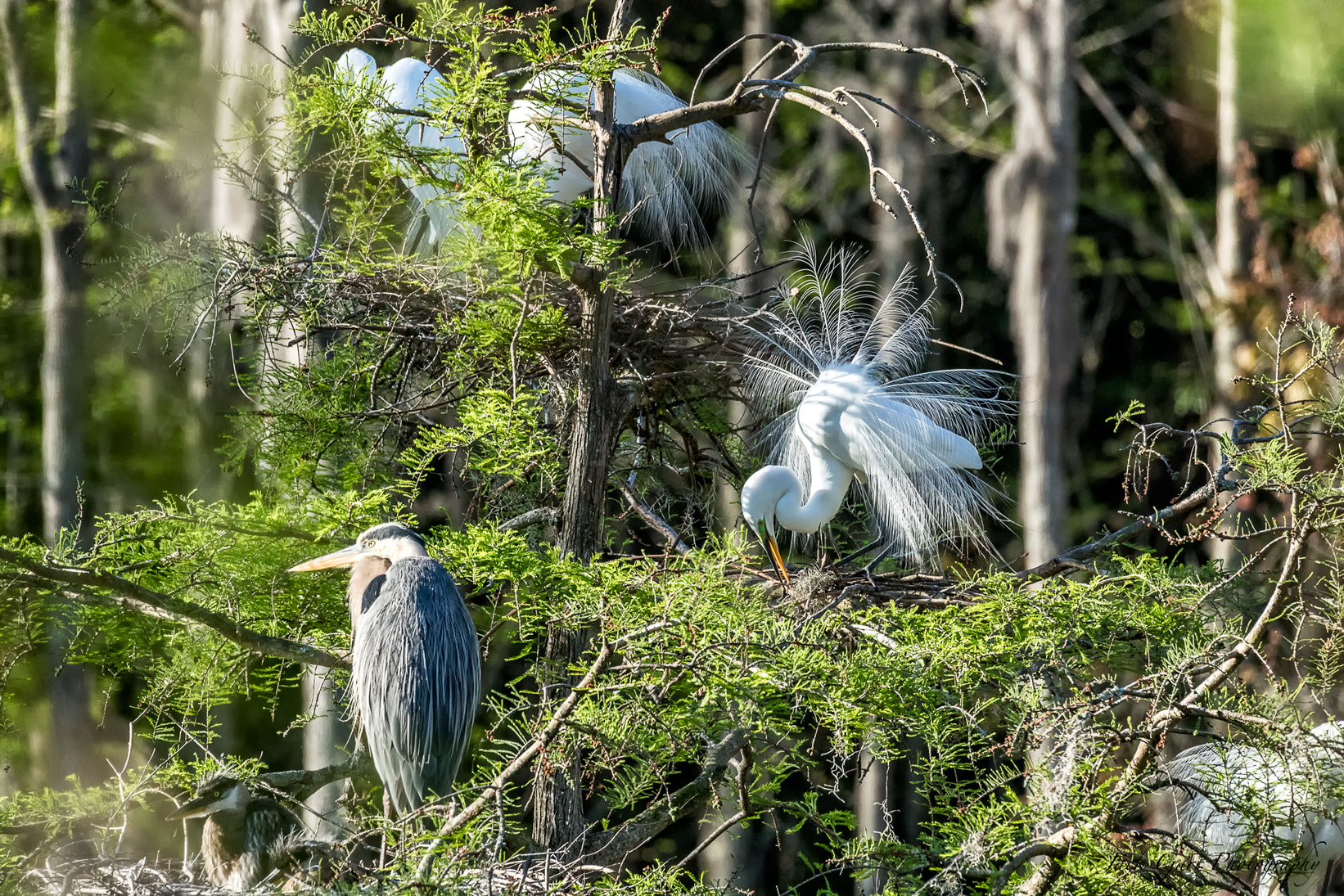 Canon EOS-1D X Mark II + 150-600mm F5-6.3 DG OS HSM | Sports 014 sample photo. Great white egret building nest photography