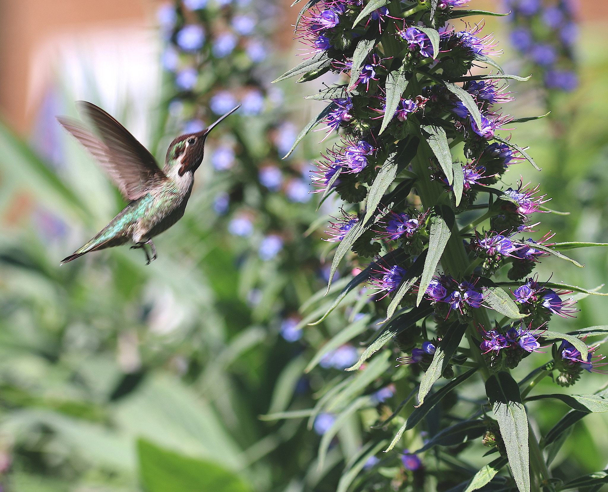 Canon EOS 70D + Sigma 105mm F2.8 EX DG OS HSM sample photo. Humming bird in spring #1 photography
