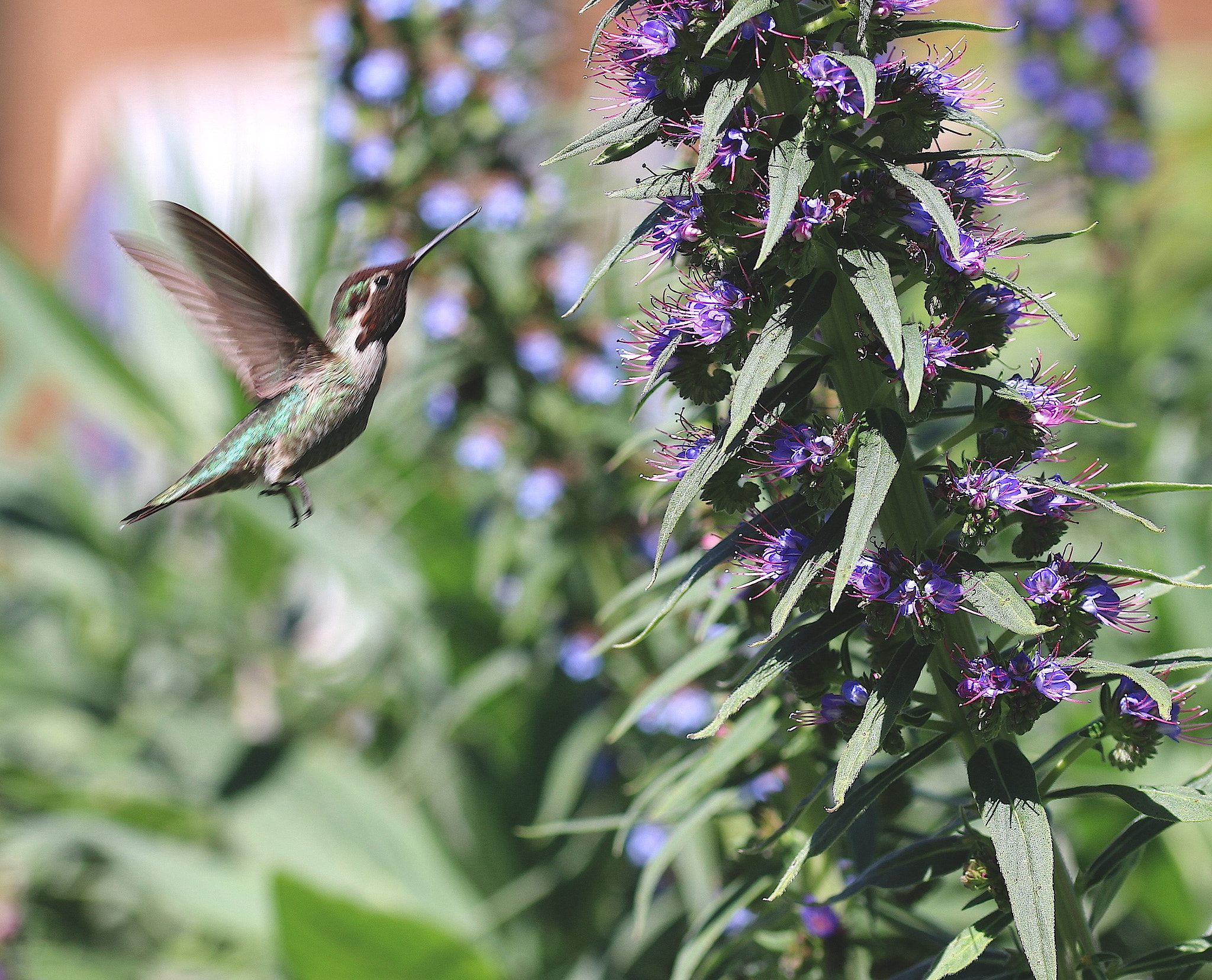 Sigma 105mm F2.8 EX DG OS HSM sample photo. Humming bird in spring #1 photography