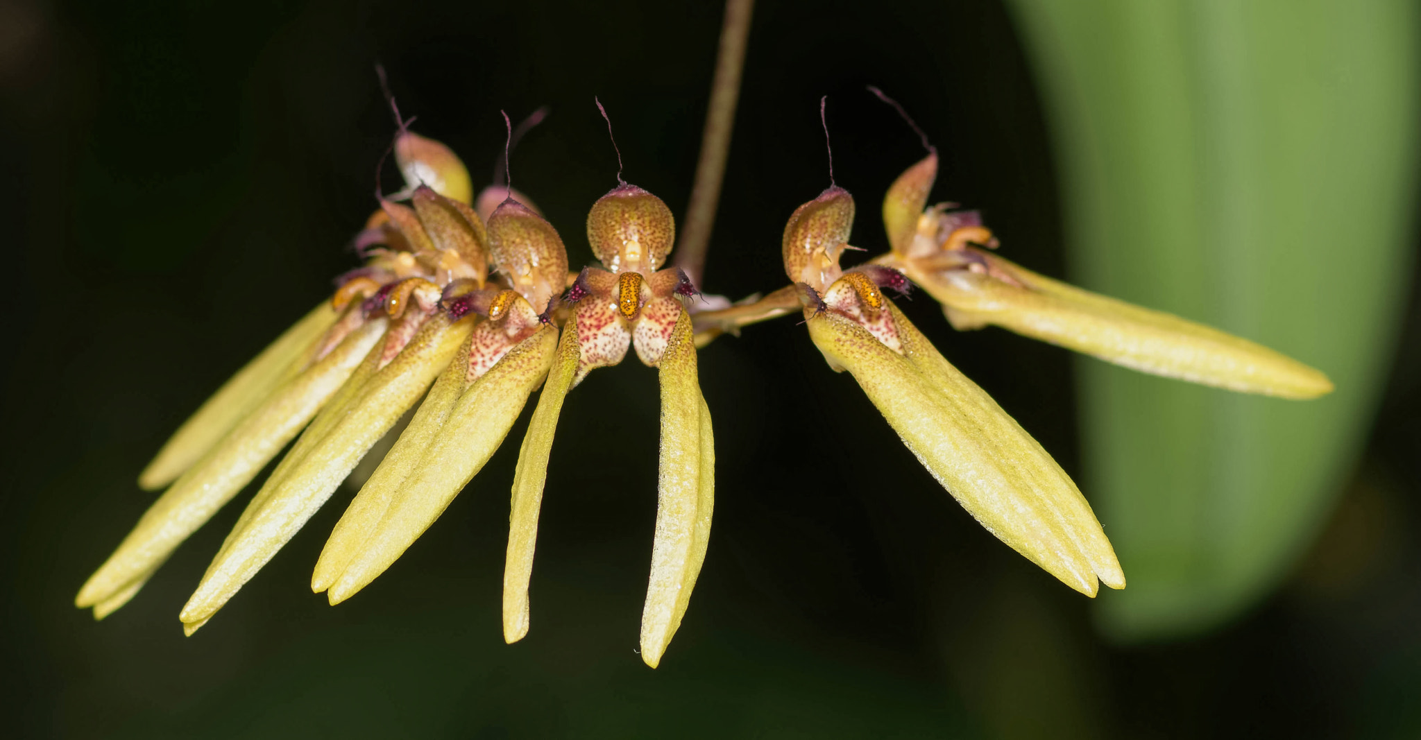 Nikon D7100 sample photo. Bulbophylum orchid photography