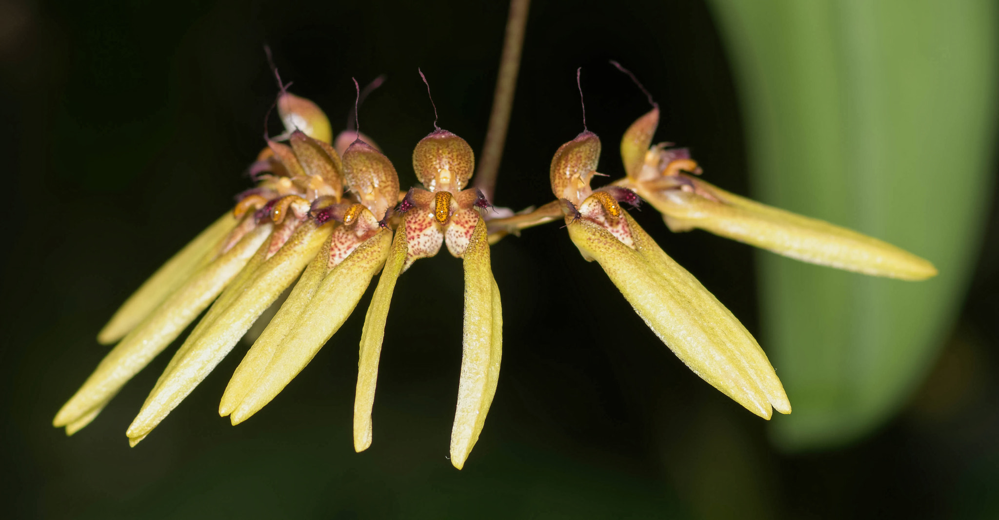 Nikon AF-S Micro-Nikkor 105mm F2.8G IF-ED VR sample photo. Bulbophylum orchid photography