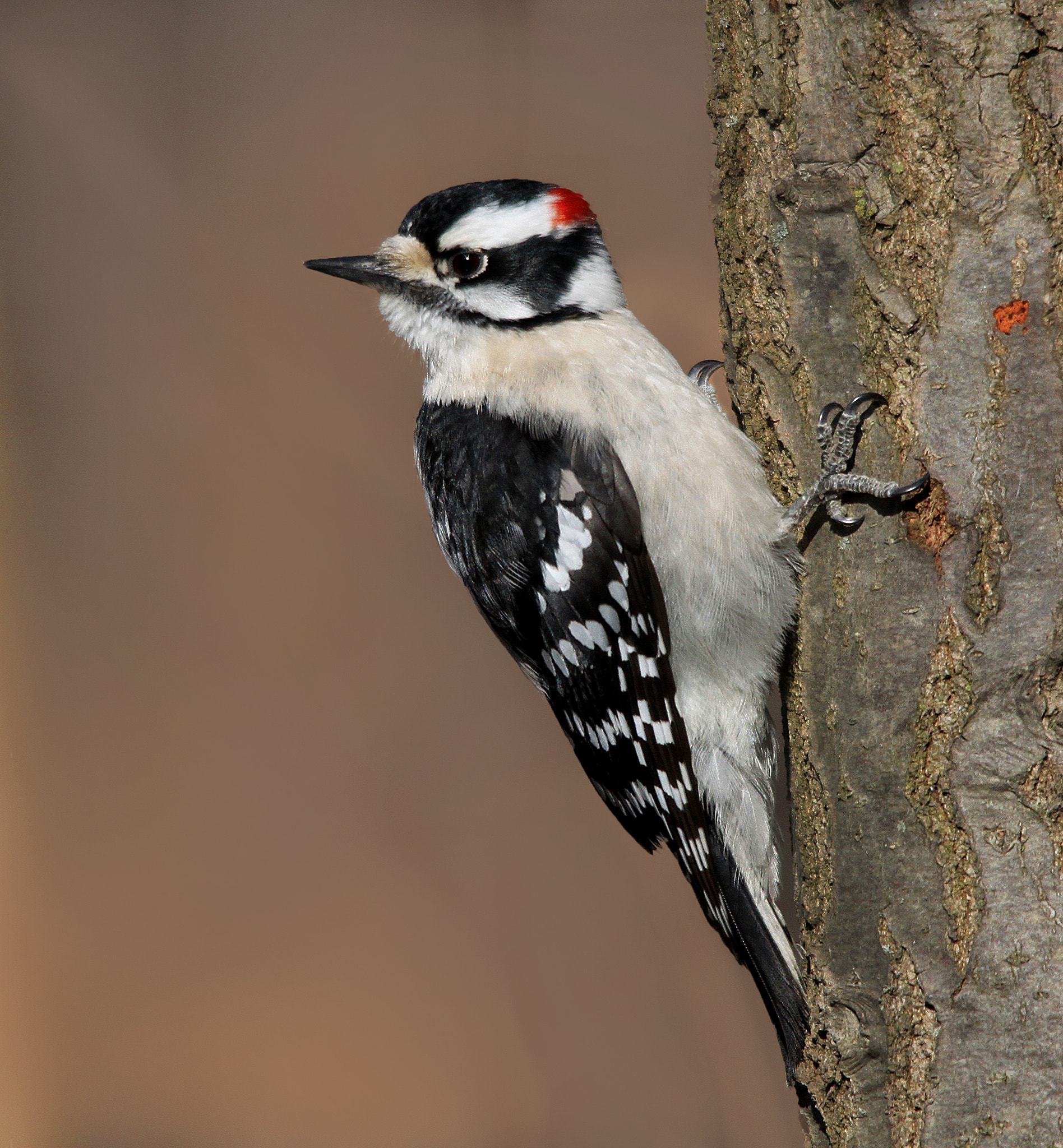 Canon EOS 500D (EOS Rebel T1i / EOS Kiss X3) sample photo. Downy woodpecker photography