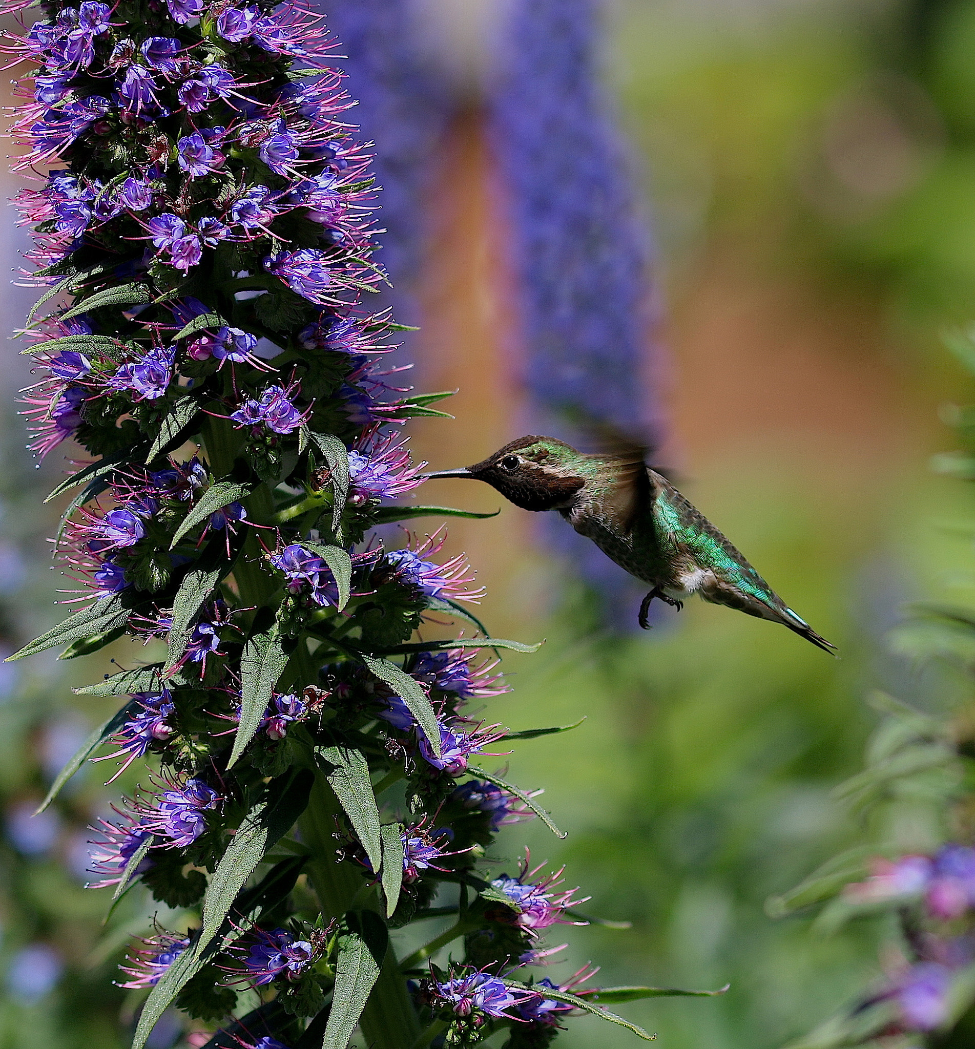 Canon EOS 70D + Sigma 105mm F2.8 EX DG OS HSM sample photo. Hummingbird in spring photography