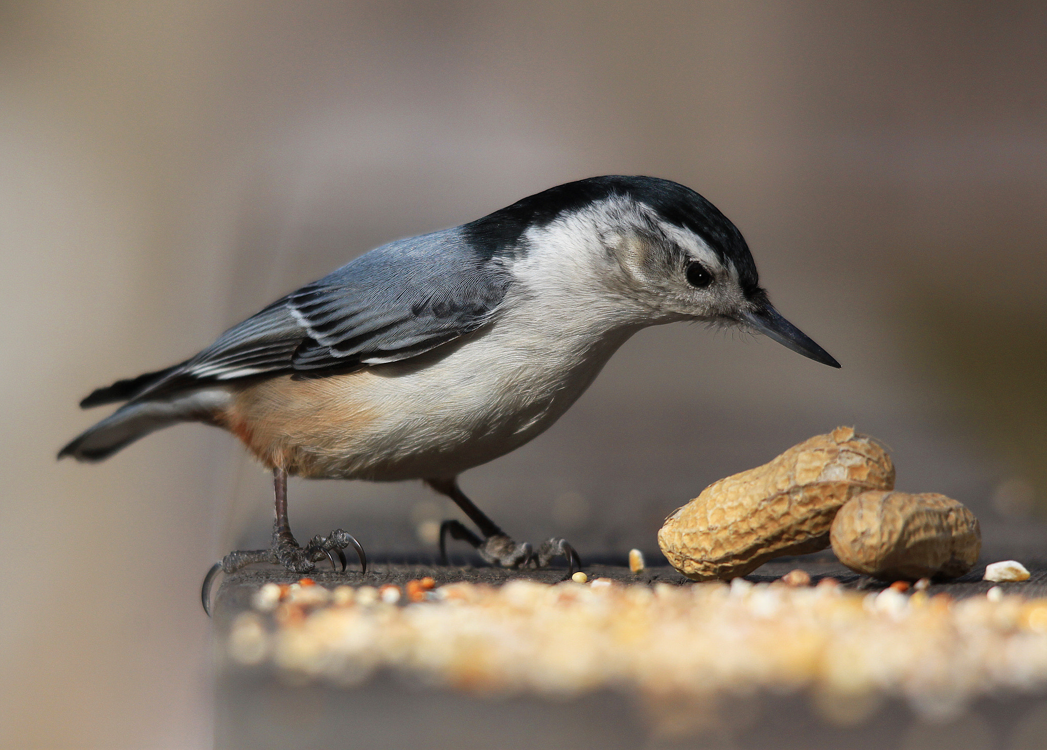 Sigma 150-500mm F5-6.3 DG OS HSM sample photo. Nuthatch and nuts photography