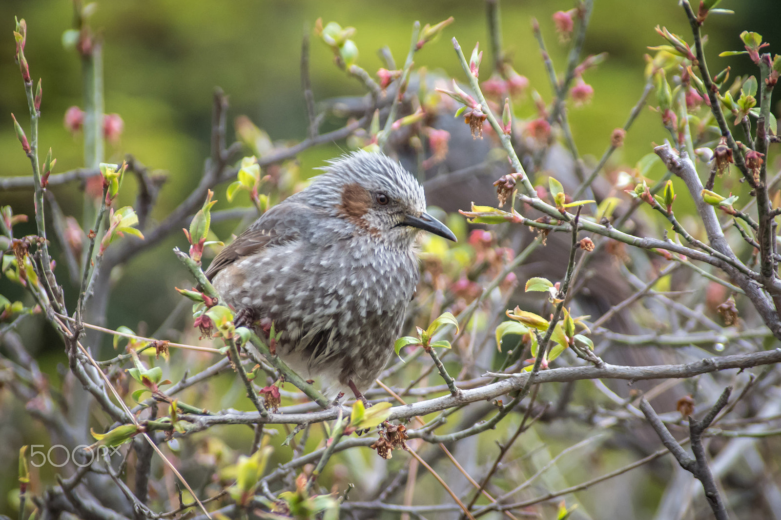 Pentax K-S2 sample photo. Brown-eared bulbul photography