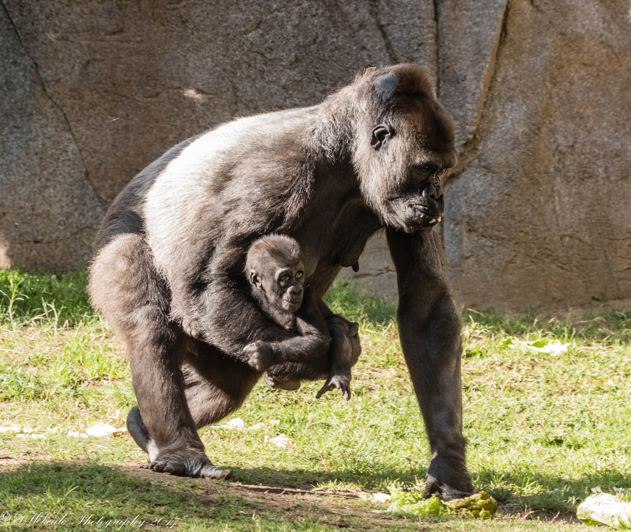 Nikon D500 sample photo. Gorillas photography