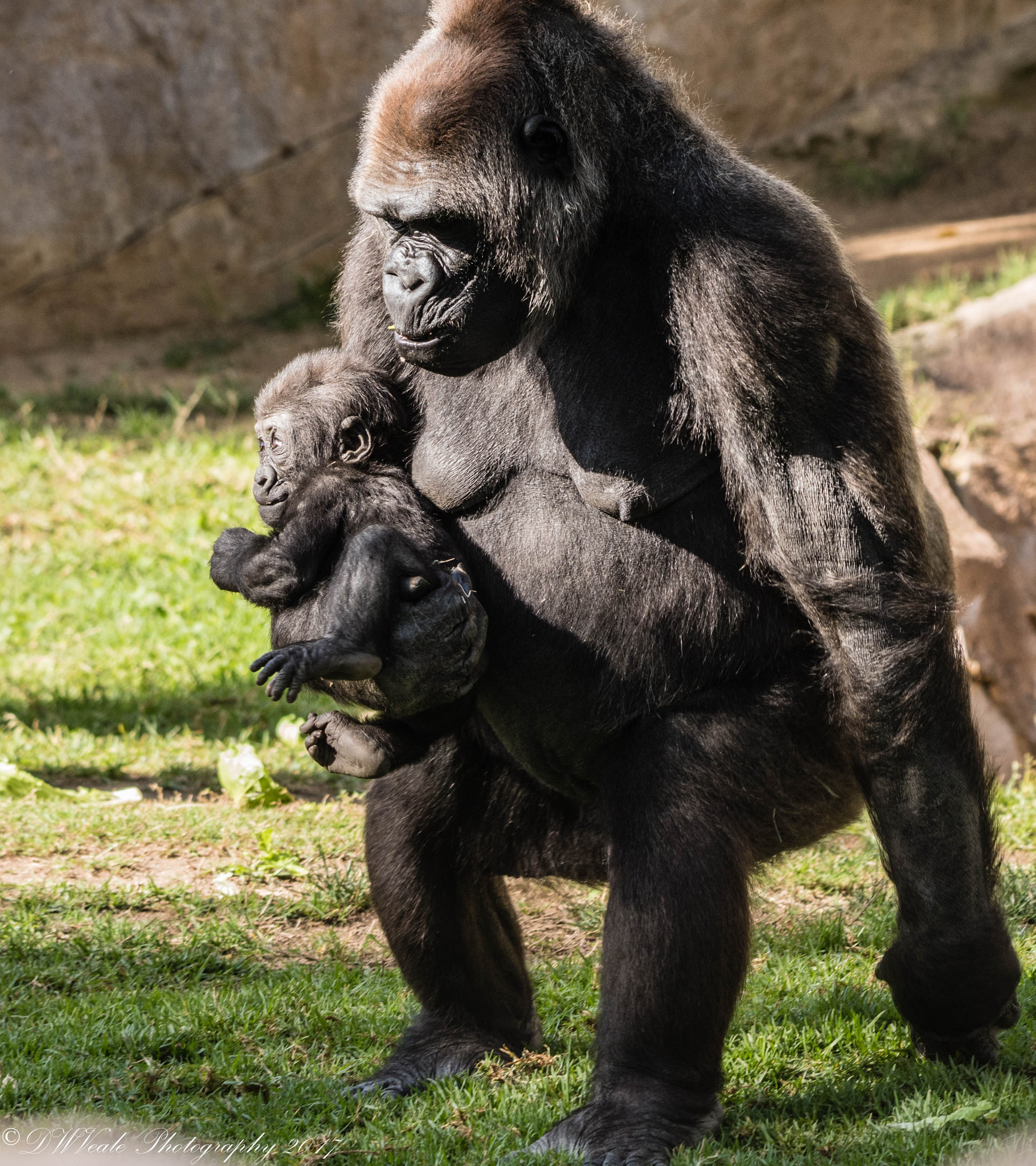 Nikon D500 sample photo. Gorillas photography