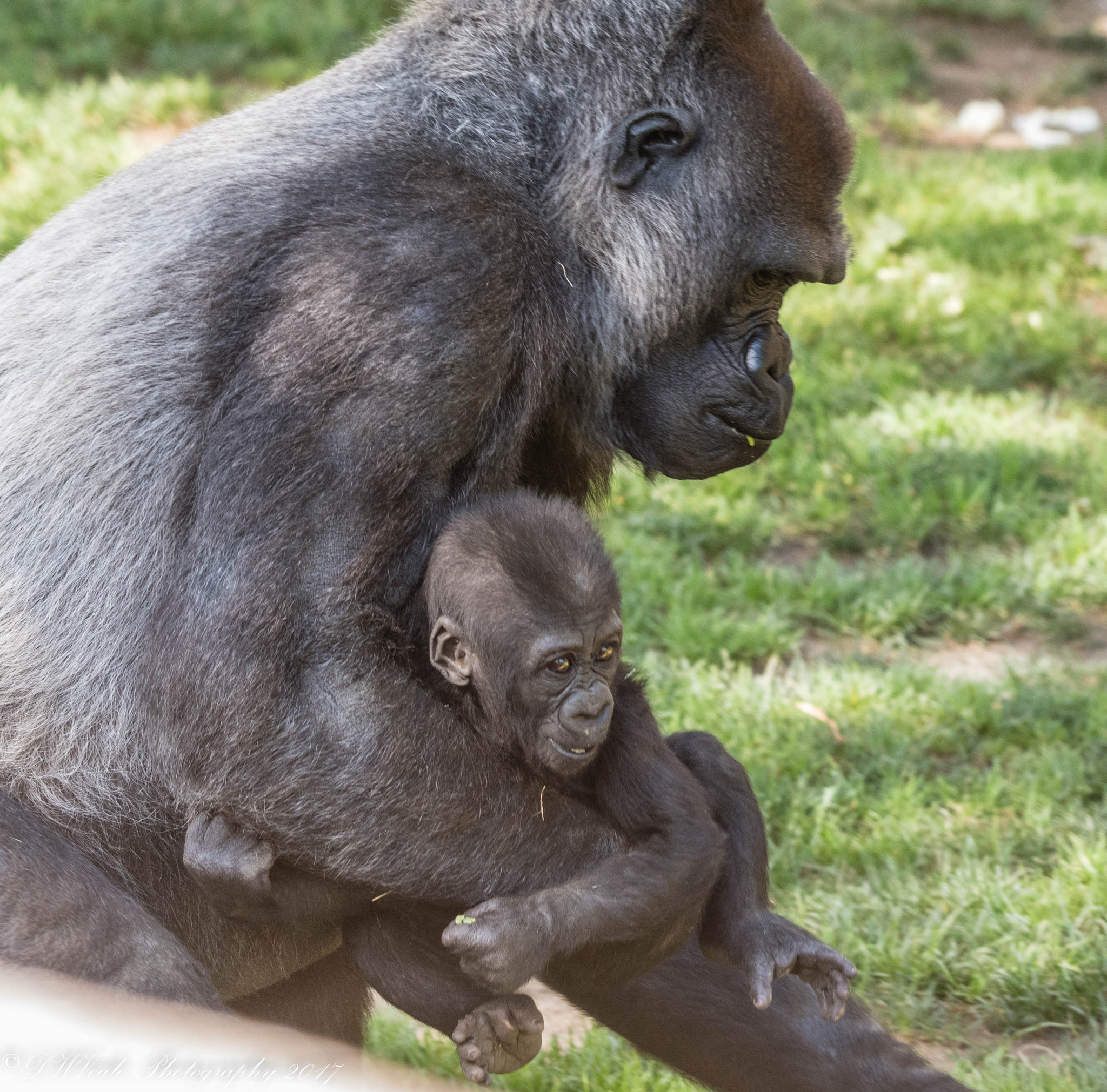 Nikon D500 sample photo. Gorillas photography