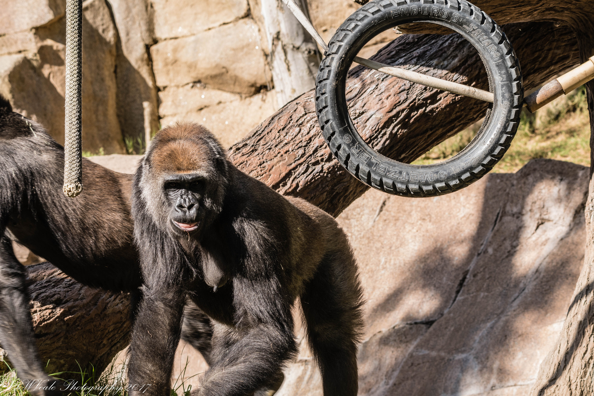Nikon D500 sample photo. Gorillas photography