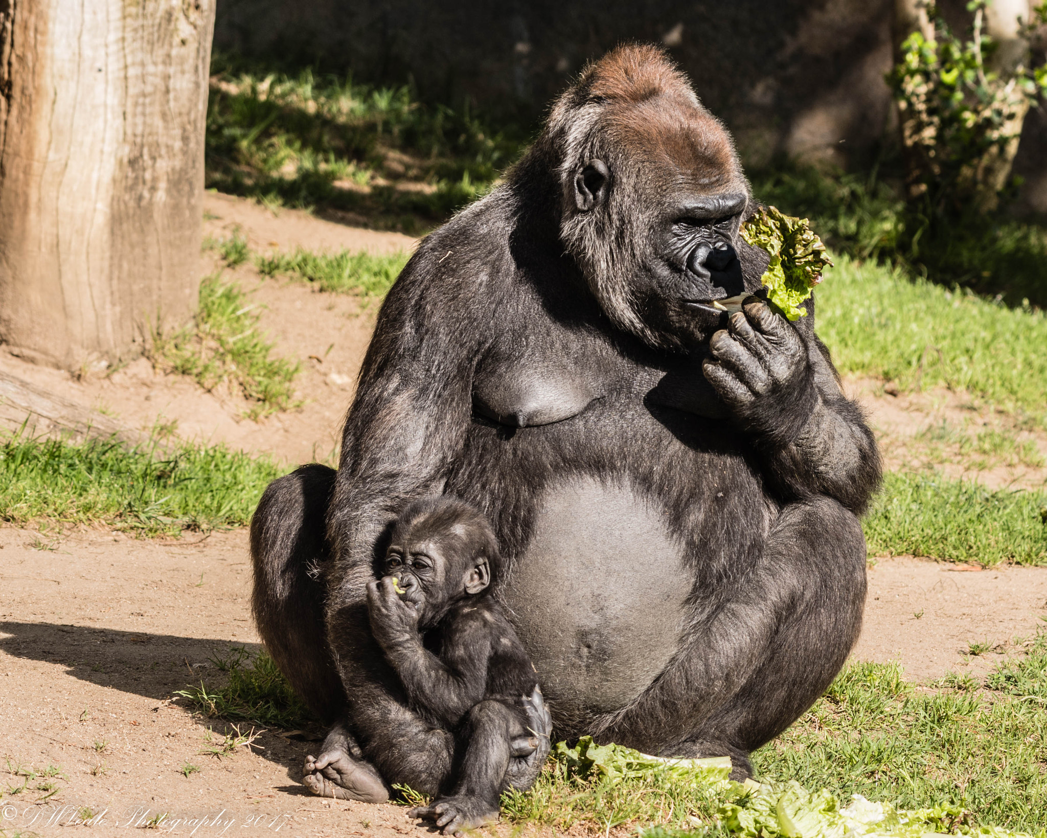 Nikon D500 sample photo. Gorillas photography