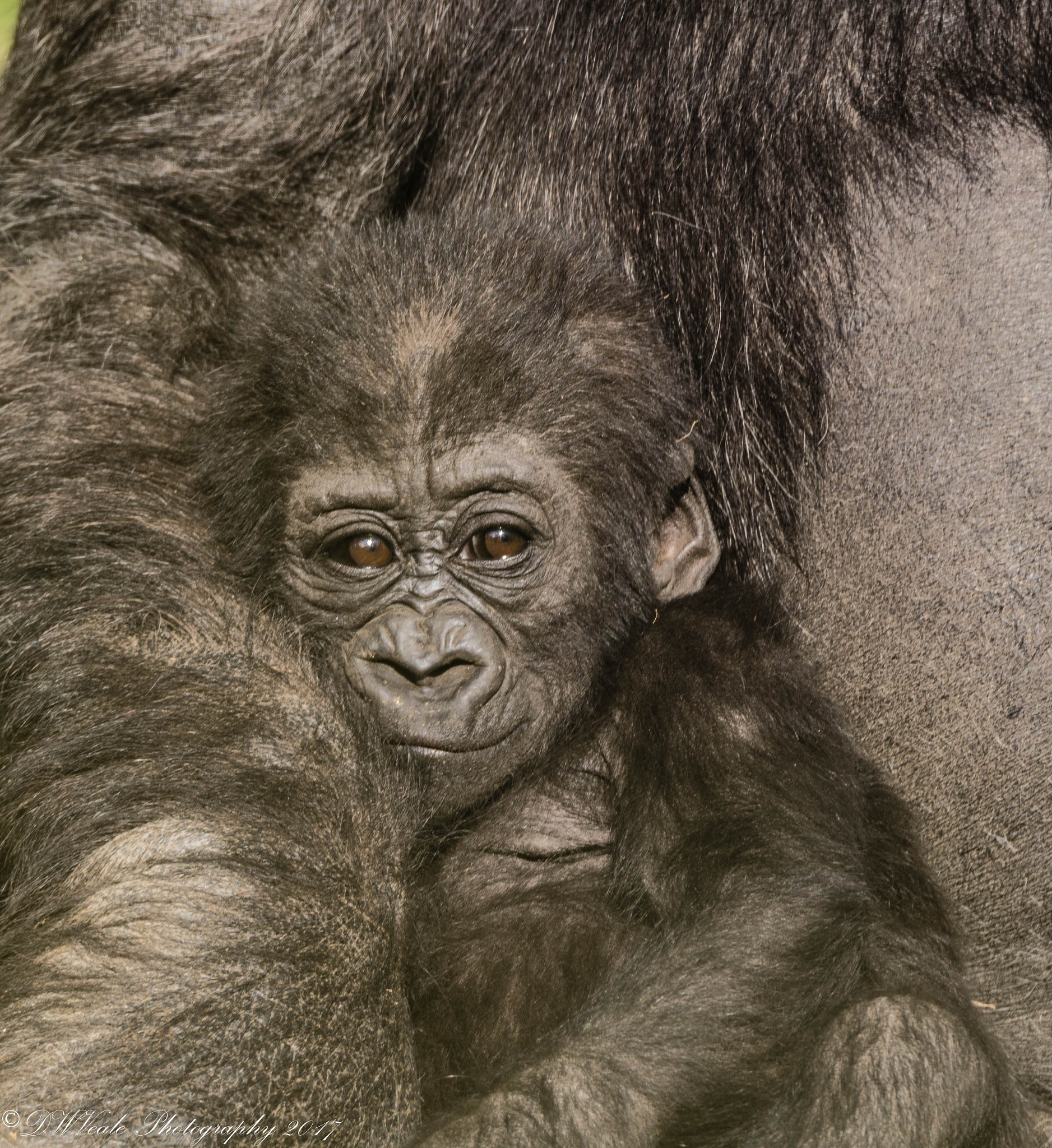 Nikon D500 sample photo. Gorillas photography