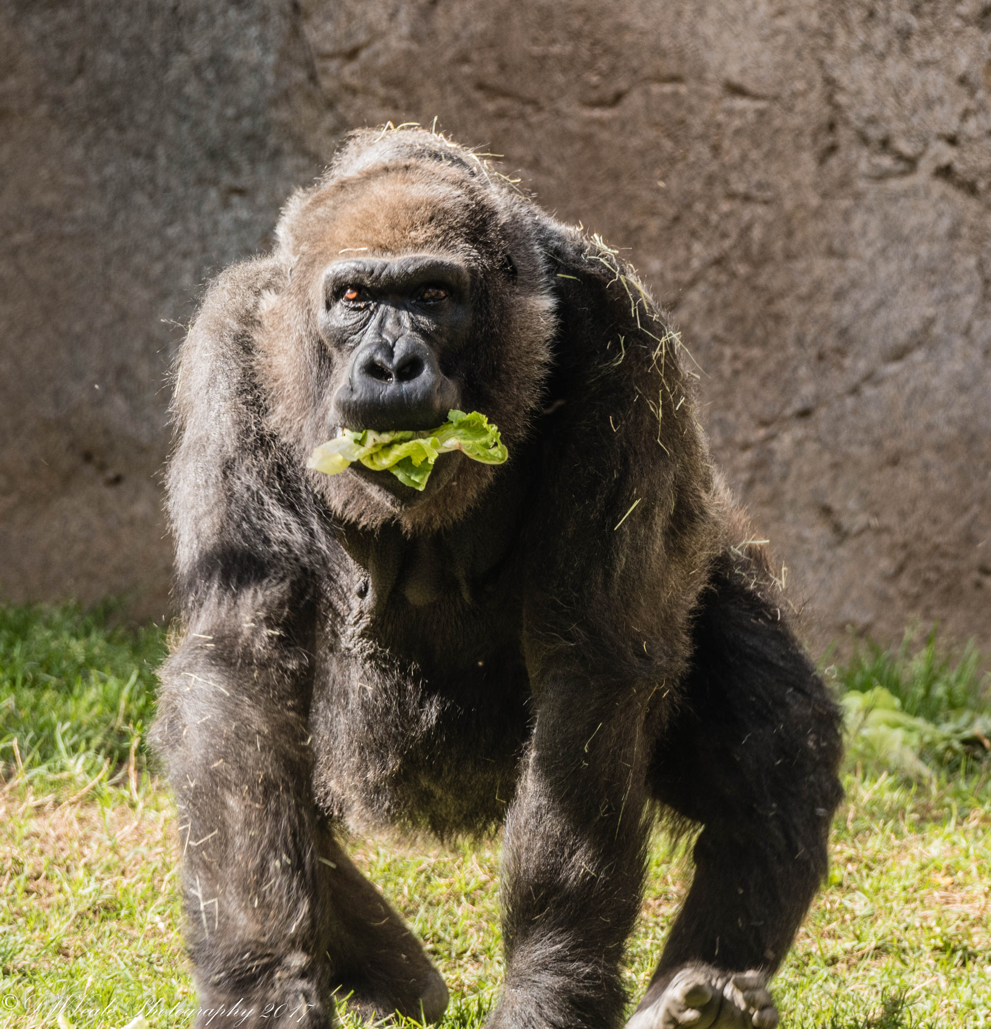 Nikon D500 sample photo. Gorillas photography