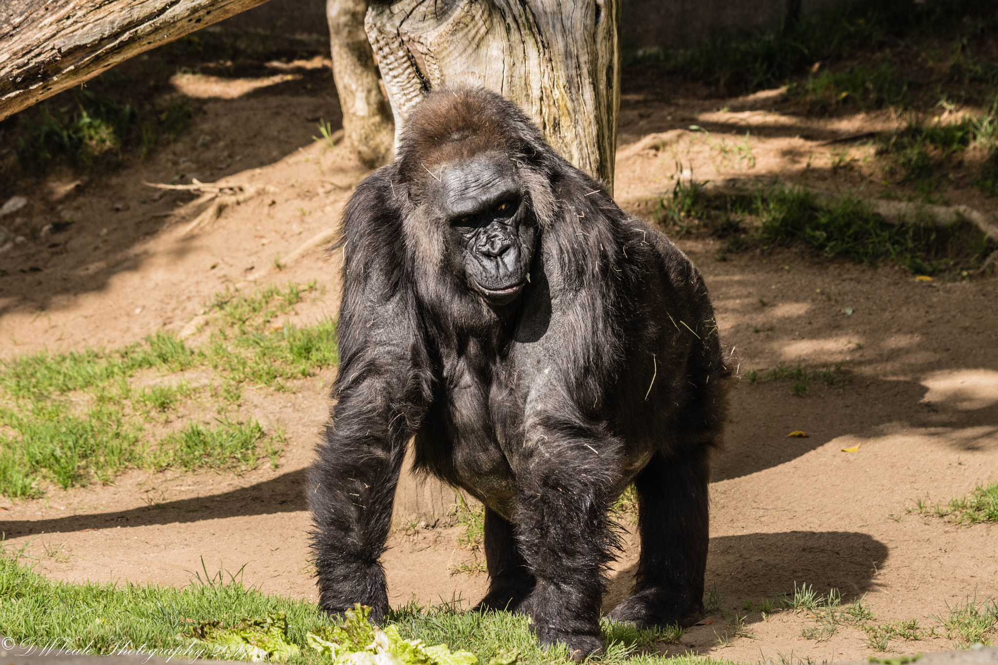 Nikon D500 sample photo. Gorillas photography