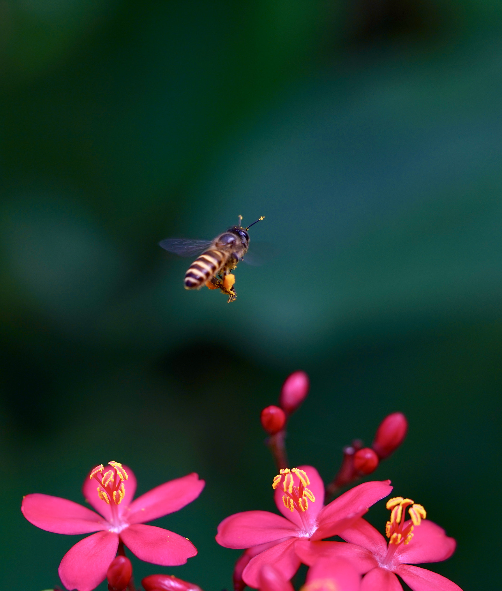 Sony a7R II + Sony FE 90mm F2.8 Macro G OSS sample photo. Leaving photography