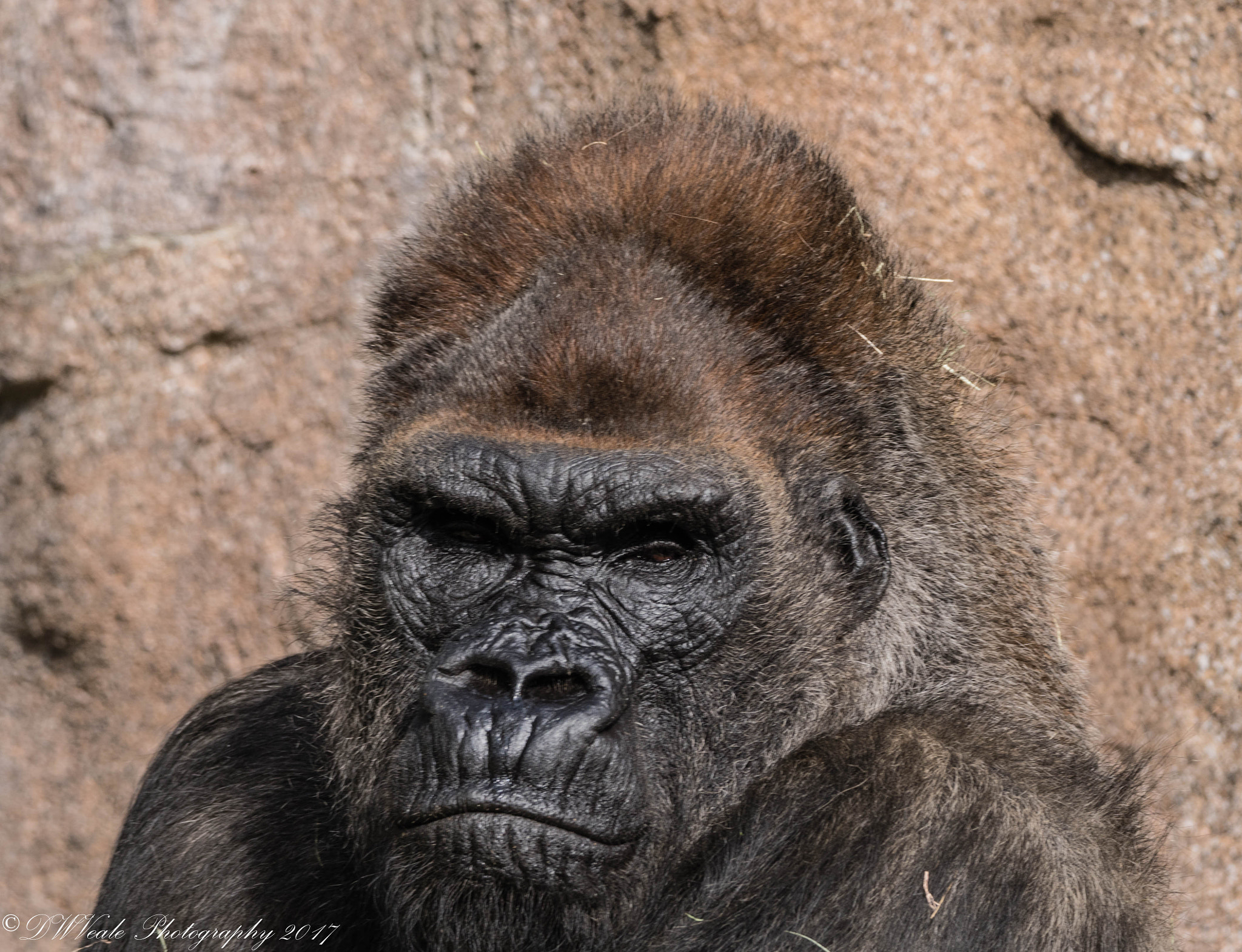 Nikon D500 sample photo. Gorillas photography