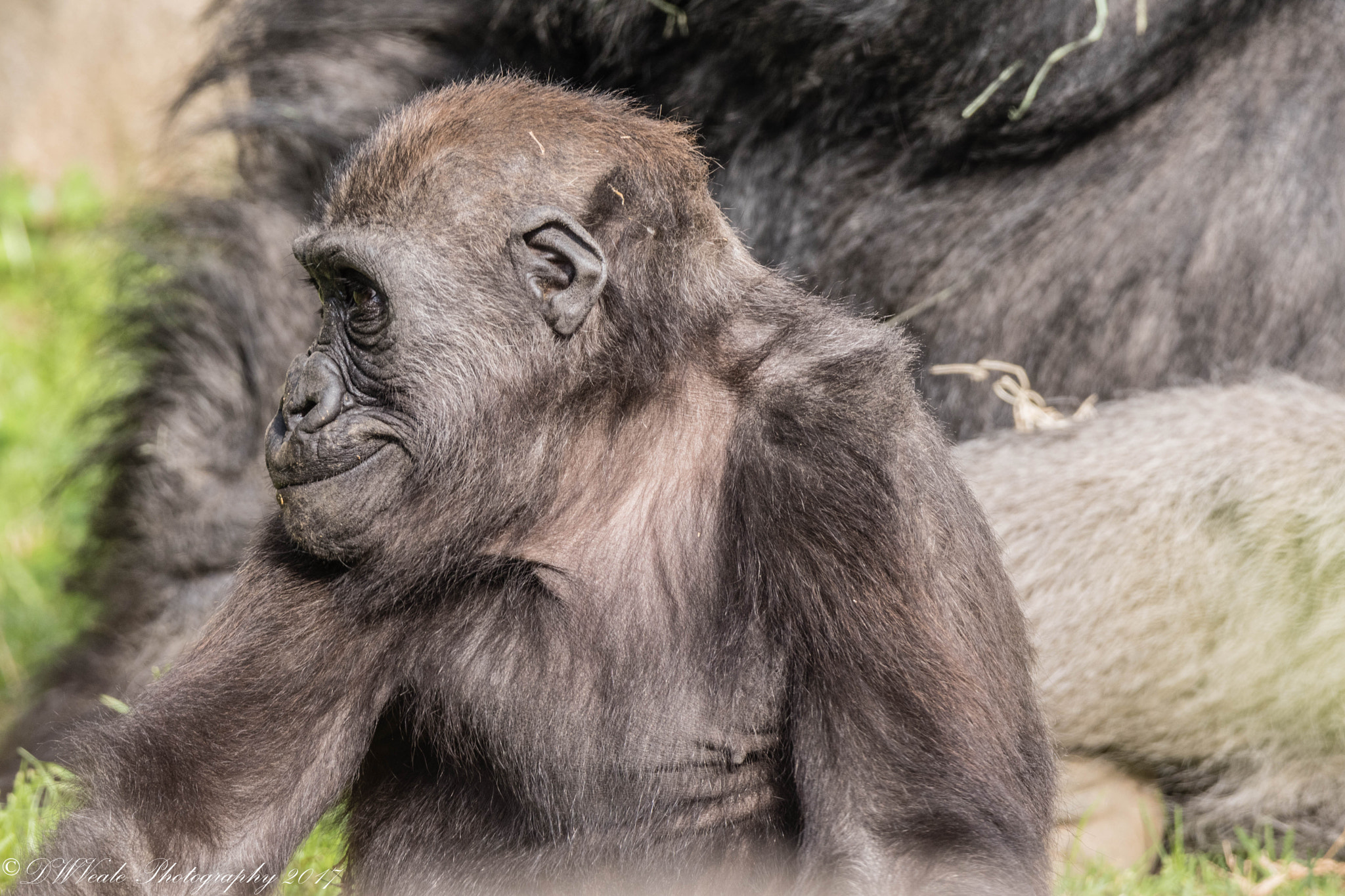Nikon D500 sample photo. Gorillas photography