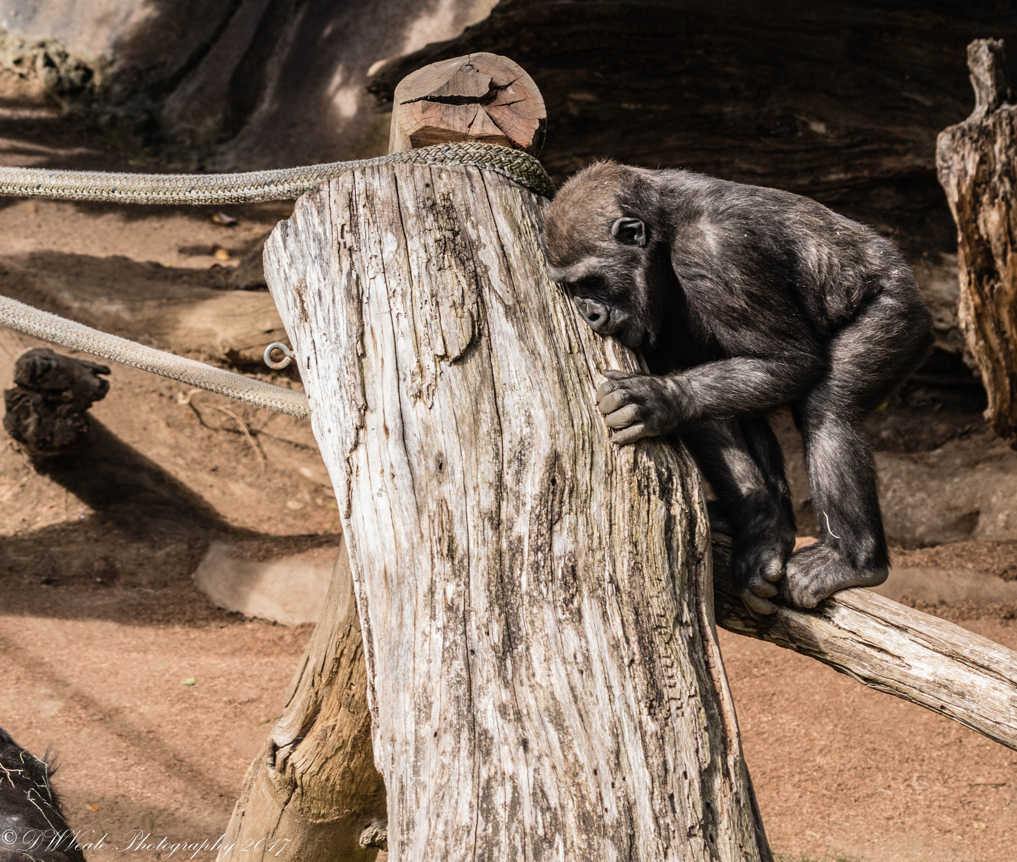 Nikon D500 sample photo. Gorillas photography