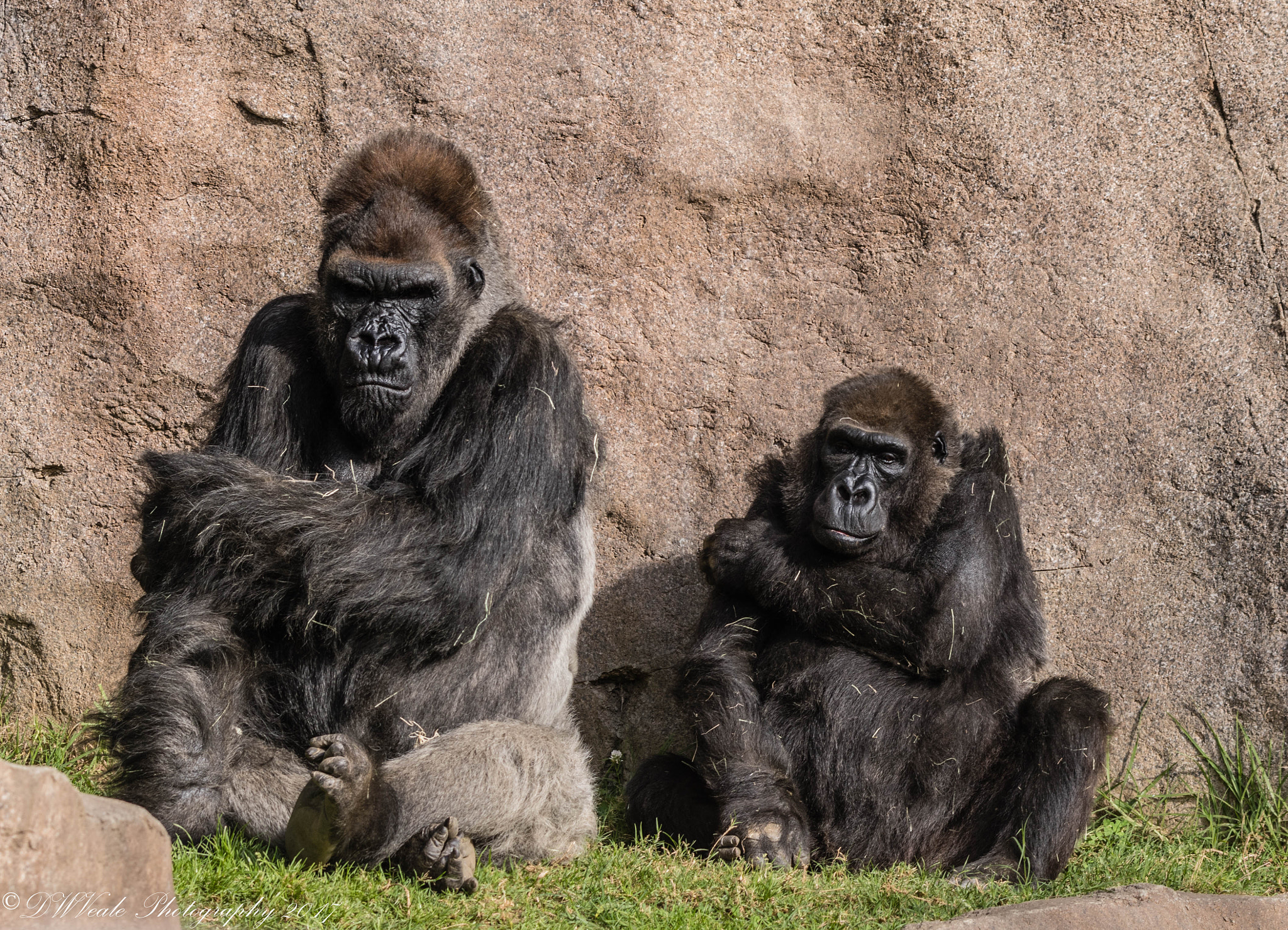 Nikon D500 sample photo. Gorillas photography
