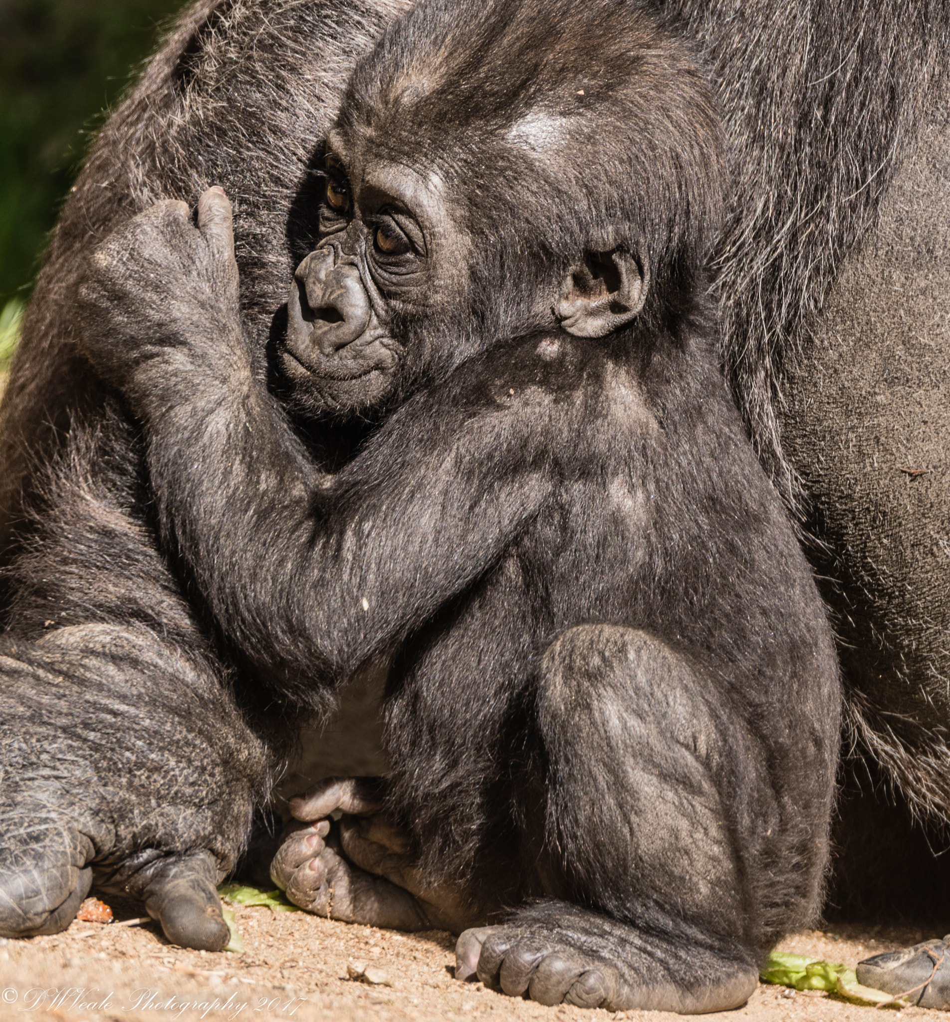 Nikon D500 sample photo. Gorillas photography