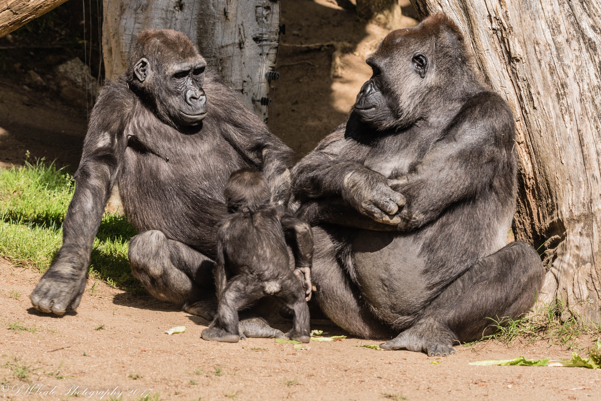 Nikon D500 sample photo. Gorillas photography