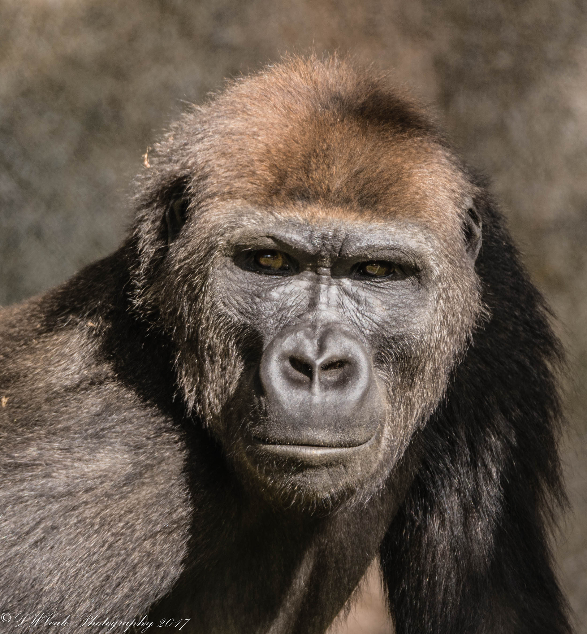 Nikon D500 sample photo. Gorillas photography