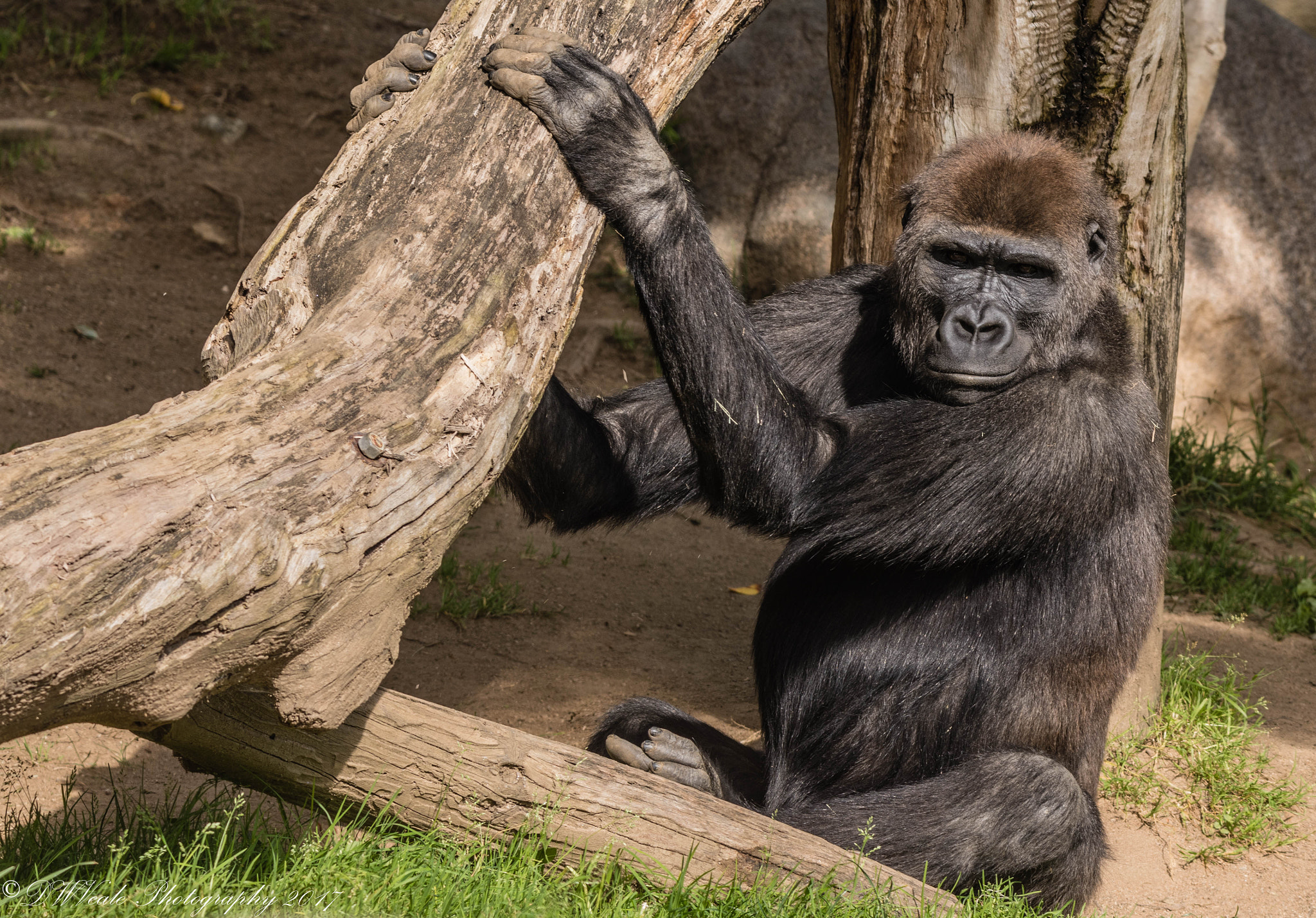 Nikon D500 sample photo. Gorillas photography
