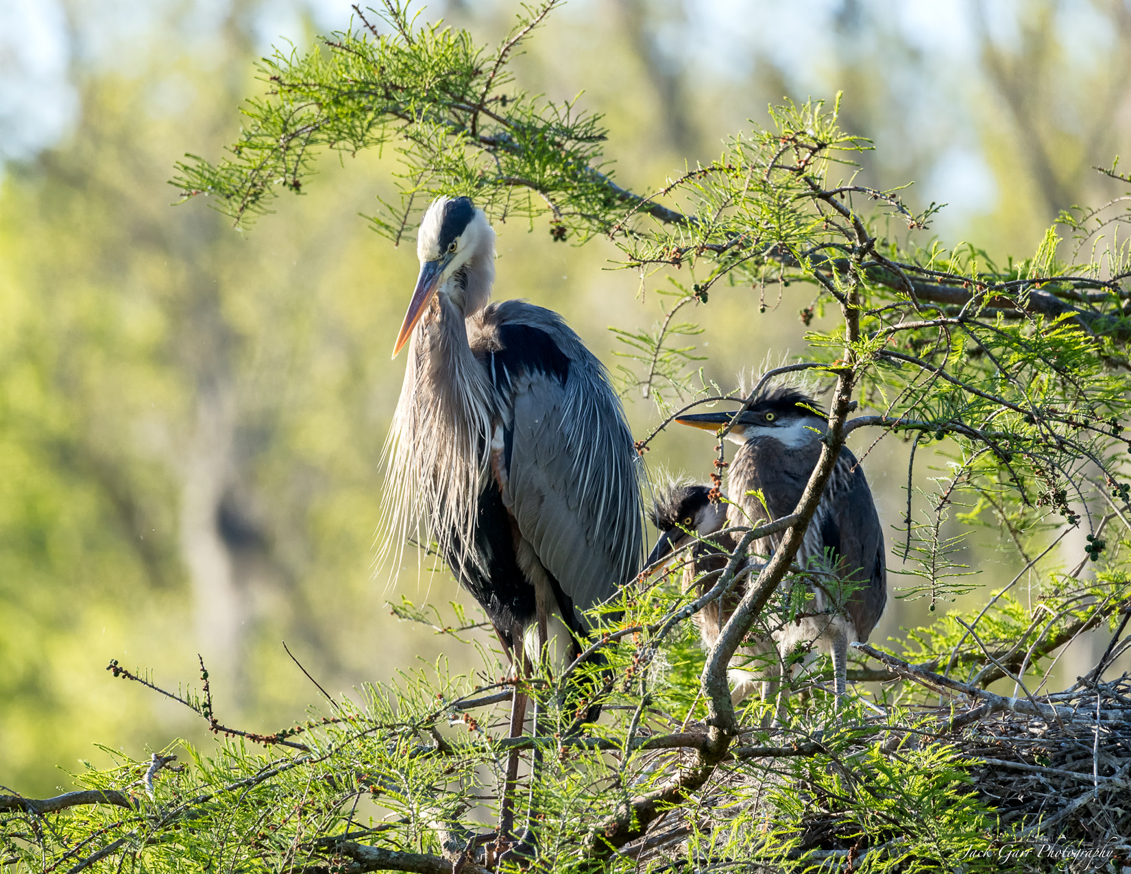 Canon EOS-1D X Mark II + 150-600mm F5-6.3 DG OS HSM | Sports 014 sample photo. Great blue heron and chicks photography