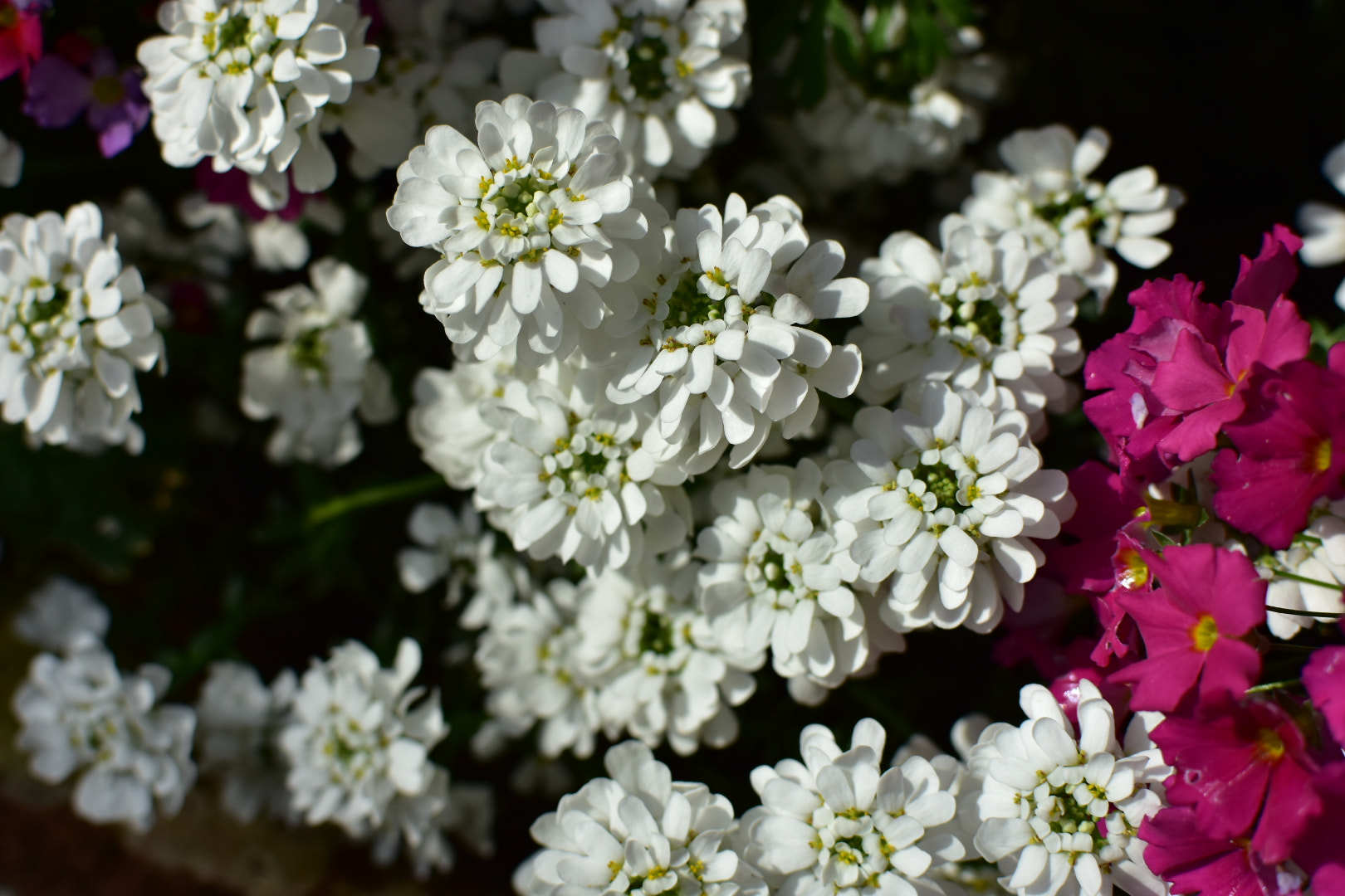 Nikon AF-S DX Nikkor 35mm F1.8G sample photo. Petals  photography