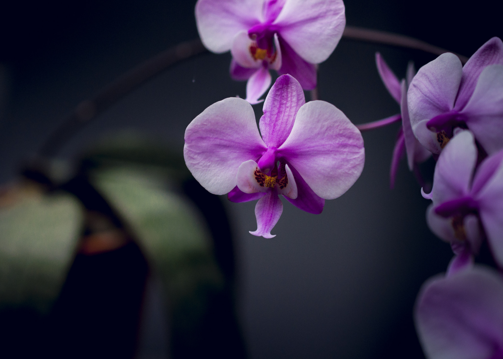 Nikon D90 sample photo. Phalaenopsis schilleriana photography