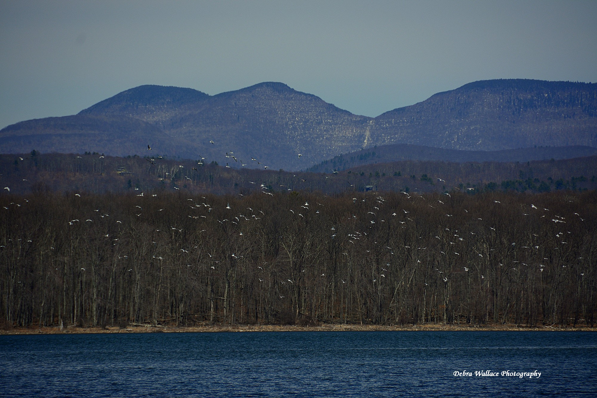Nikon D7100 sample photo. Birds in flight at the ashokan reservoir photography