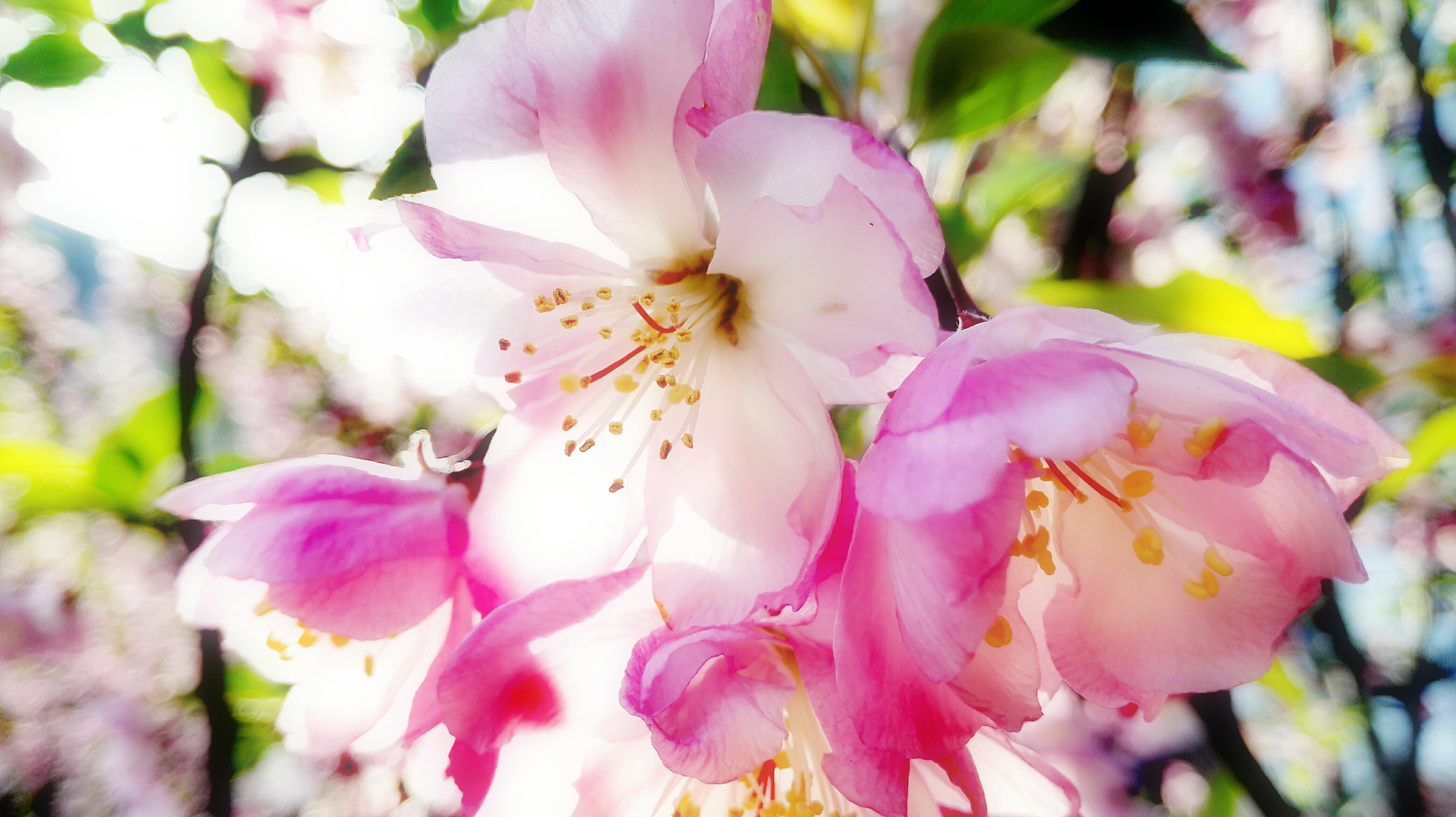 HUAWEI Mate 7 sample photo. 樱花 photography