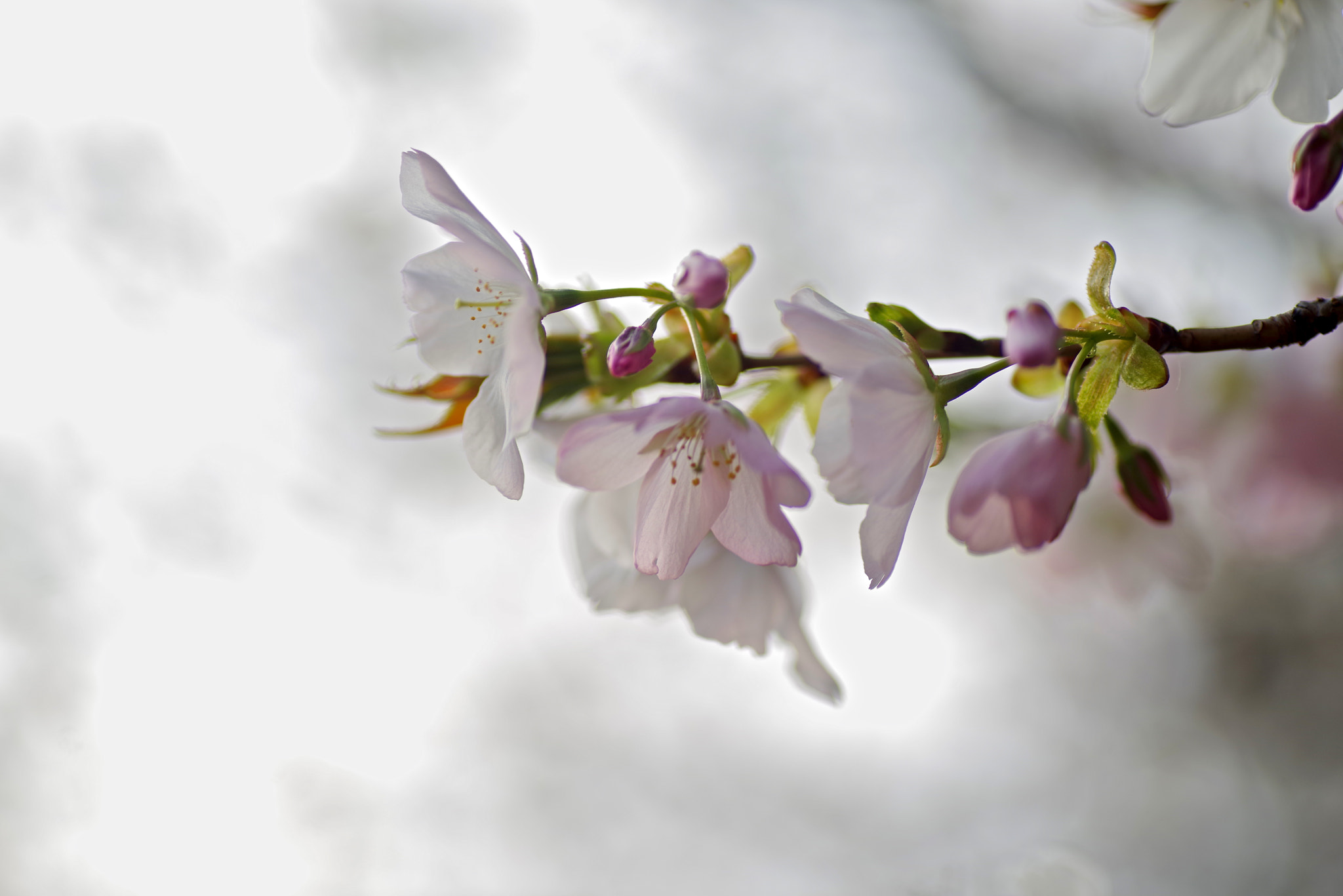 Tamron SP AF 90mm F2.8 Di Macro sample photo. Cold cherry photography