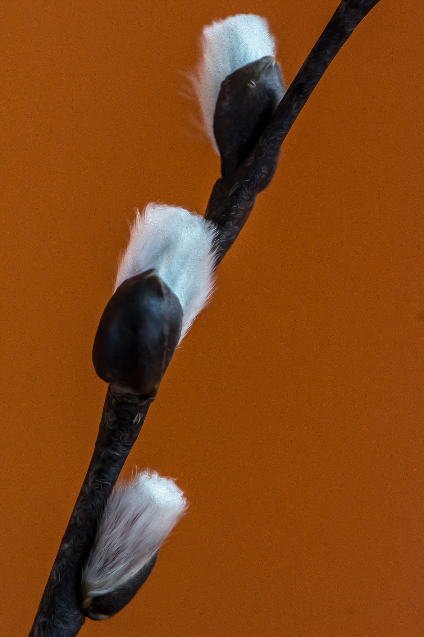 Nikon AF-S Micro-Nikkor 105mm F2.8G IF-ED VR sample photo. Three fuzzies photography