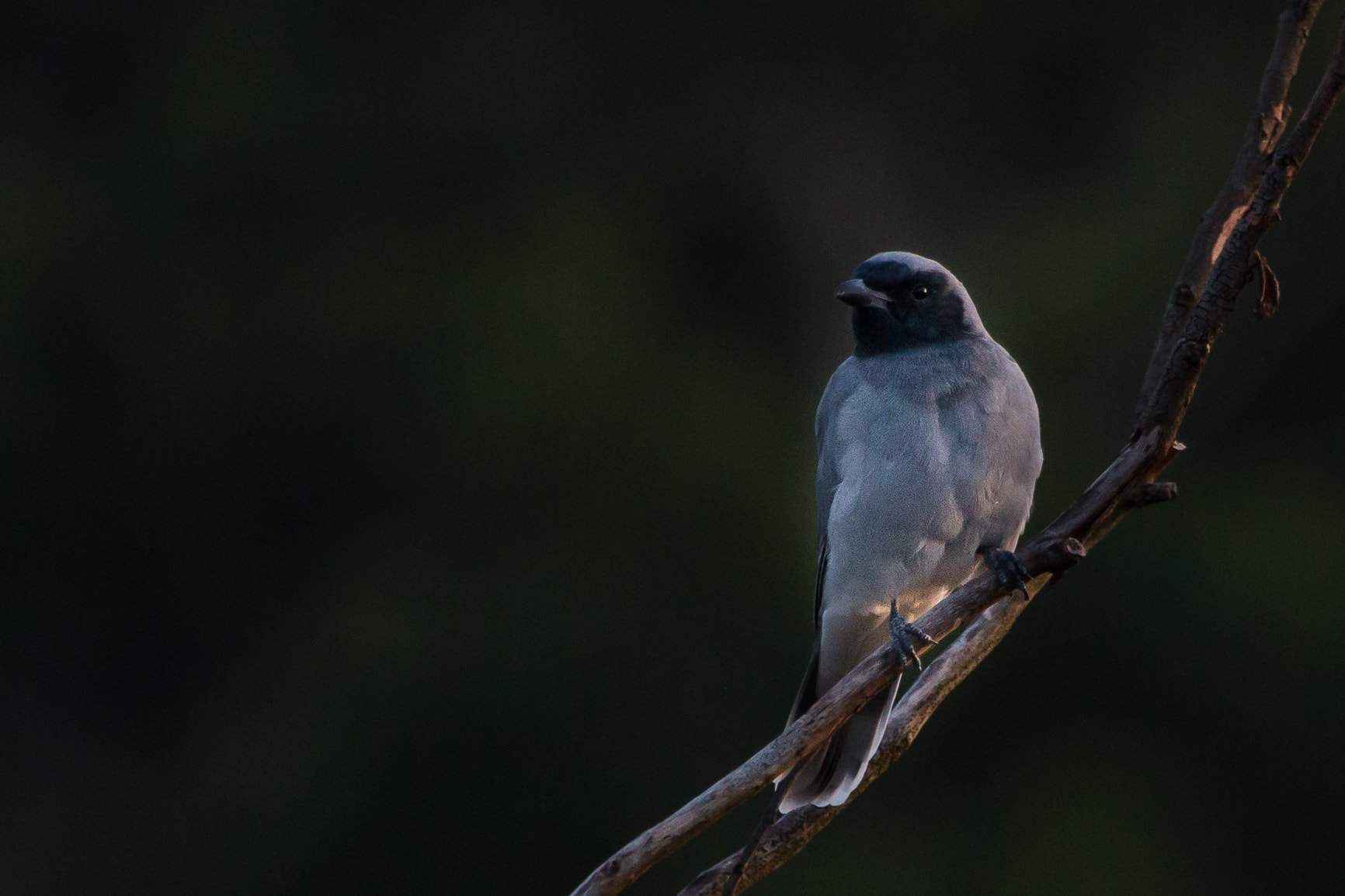 Canon EF 100-400mm F4.5-5.6L IS USM sample photo. Black faced cuckoo shrike photography