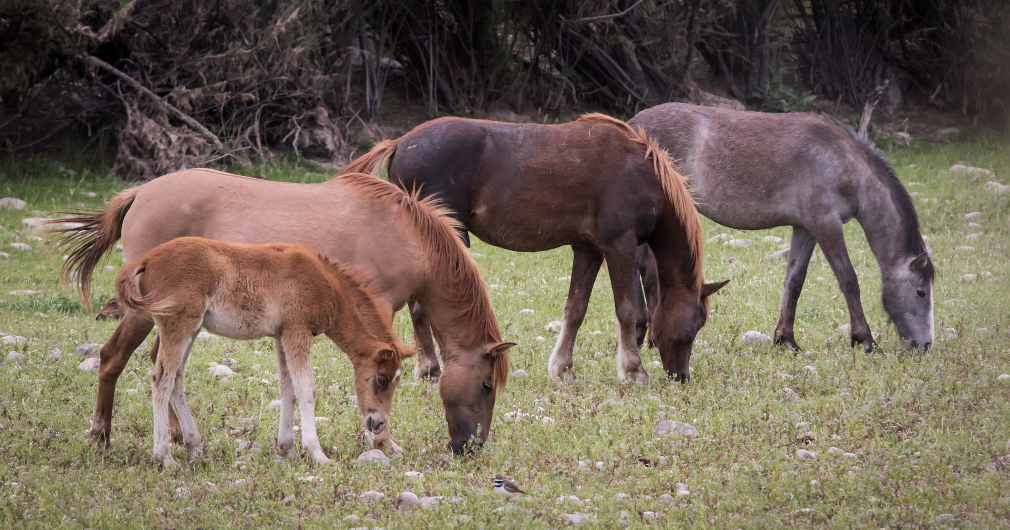Tamron SP 150-600mm F5-6.3 Di VC USD sample photo. Arizona wild horses photography