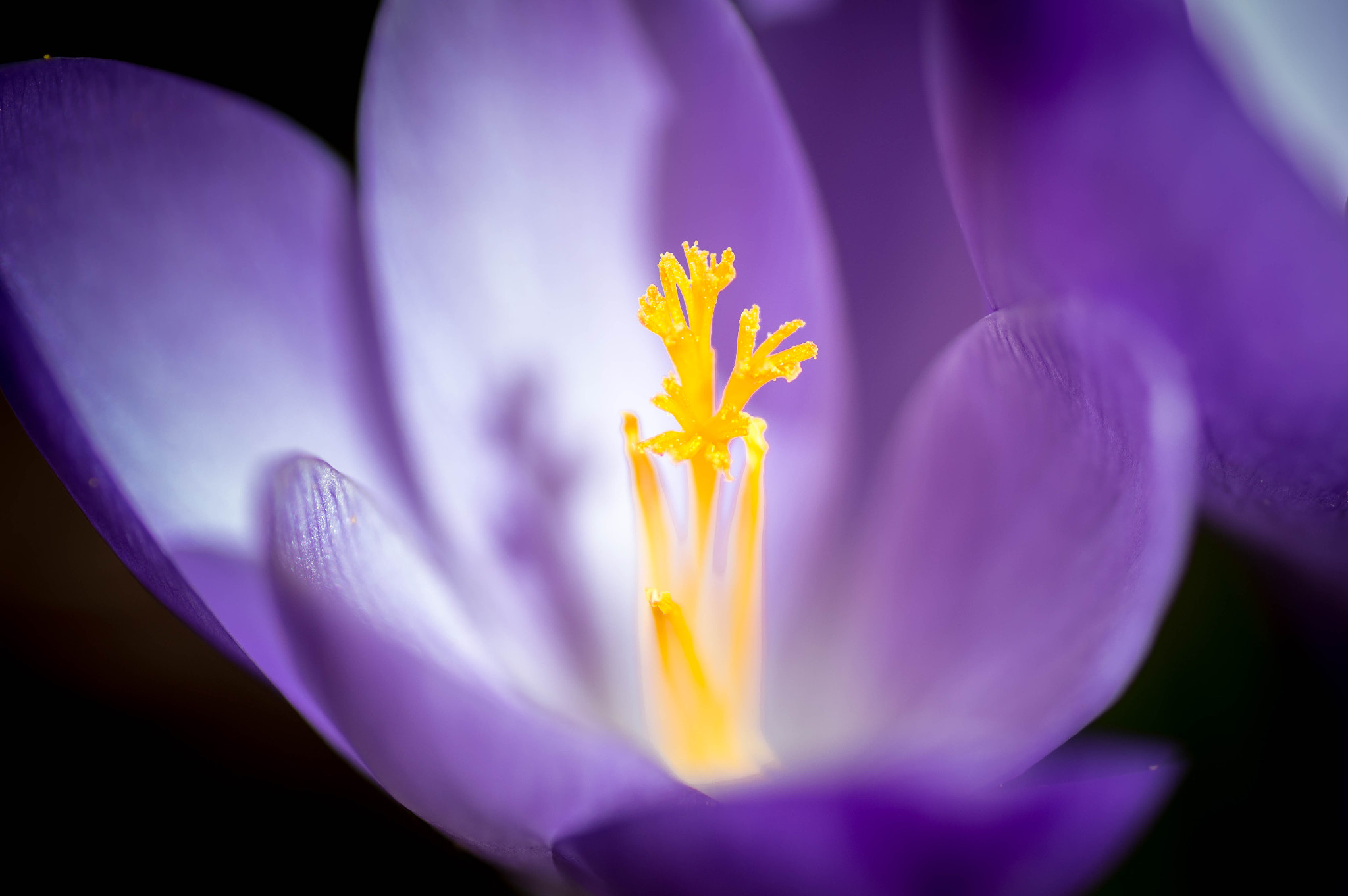 Nikon D3200 sample photo. Spring photography