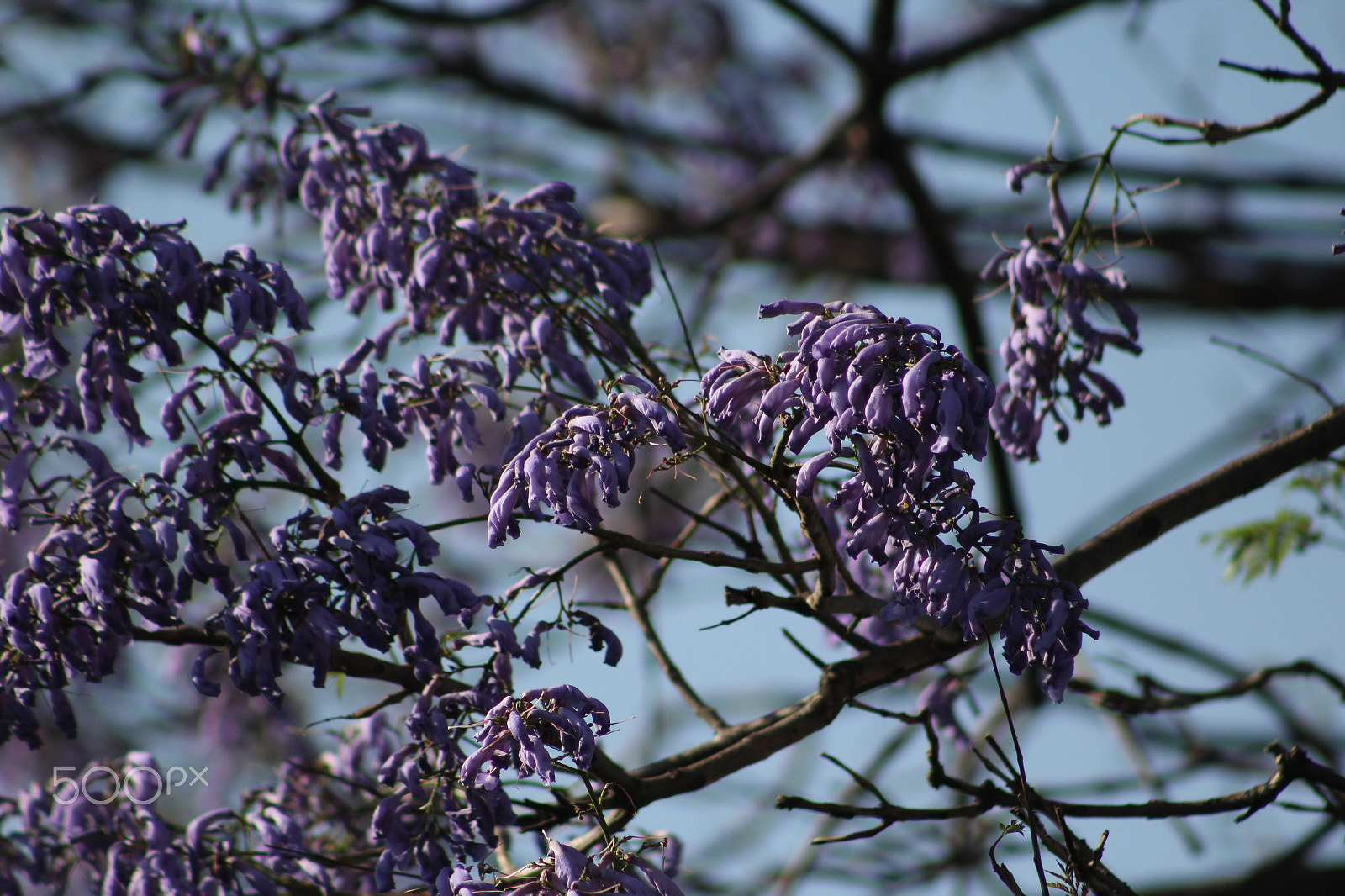 Canon EOS 1200D (EOS Rebel T5 / EOS Kiss X70 / EOS Hi) sample photo. Primavera photography